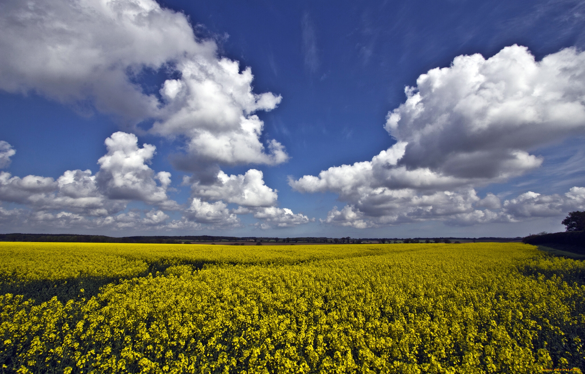 norfolk, england, природа, поля, рапс, облака