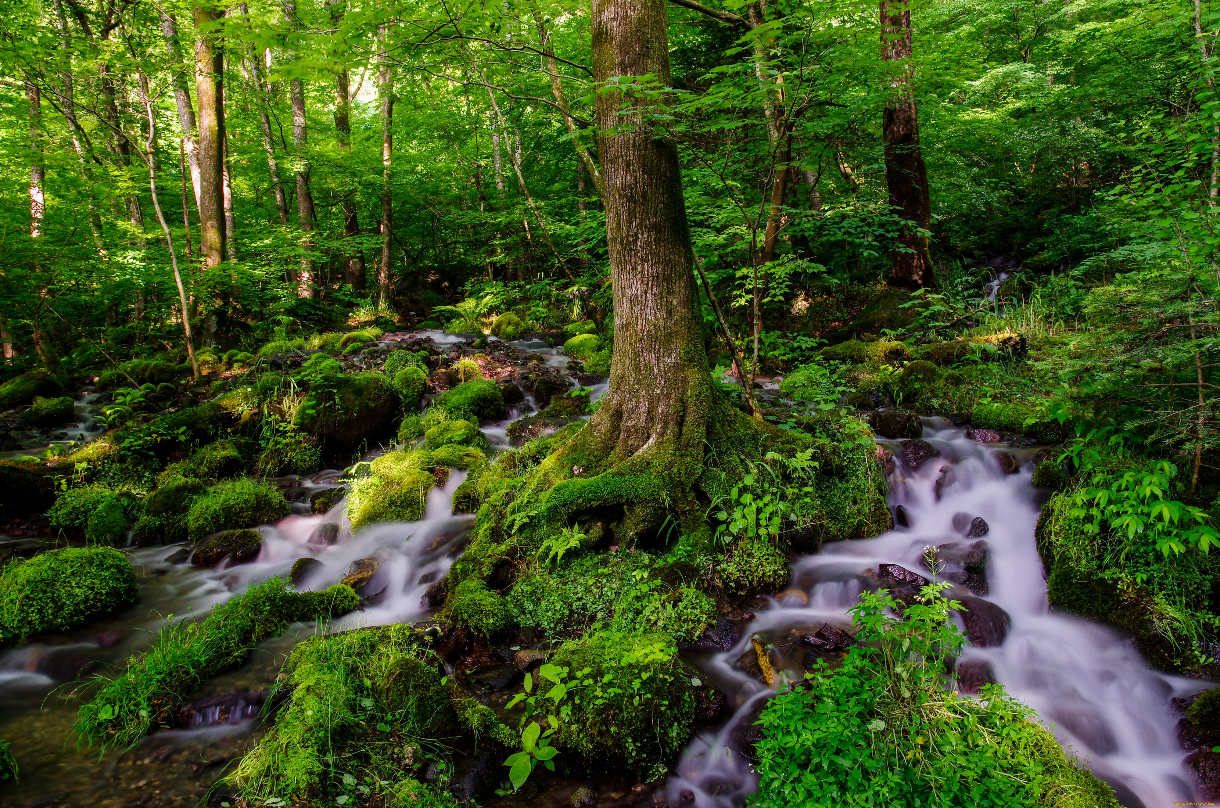 природа, лес, вода, деревья, зелень