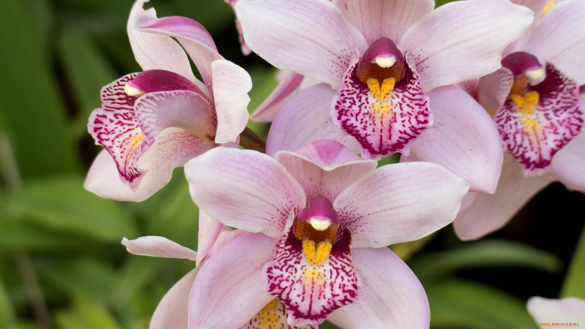 цветы, орхидеи, орхидея, экзотика, макро, розовый