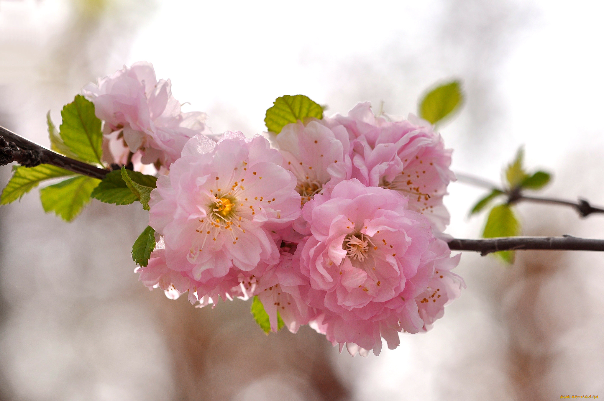 цветы, сакура, , вишня, нежность, весна, вишня, розовый, ветка
