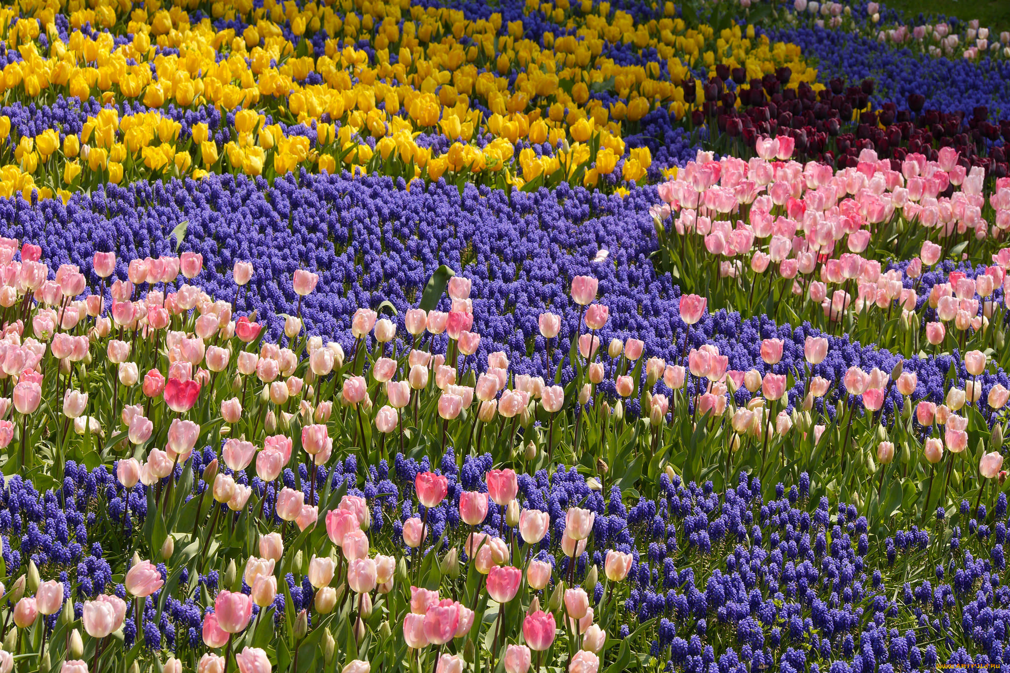 цветы, разные, вместе, красота, мускари, гиацинты, парк, тюльпаны, весна