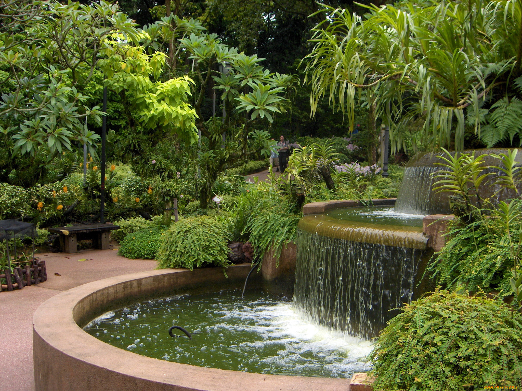 парк, орхидей, в, сингапуре, природа, парк, кусты, деревья, фонтан