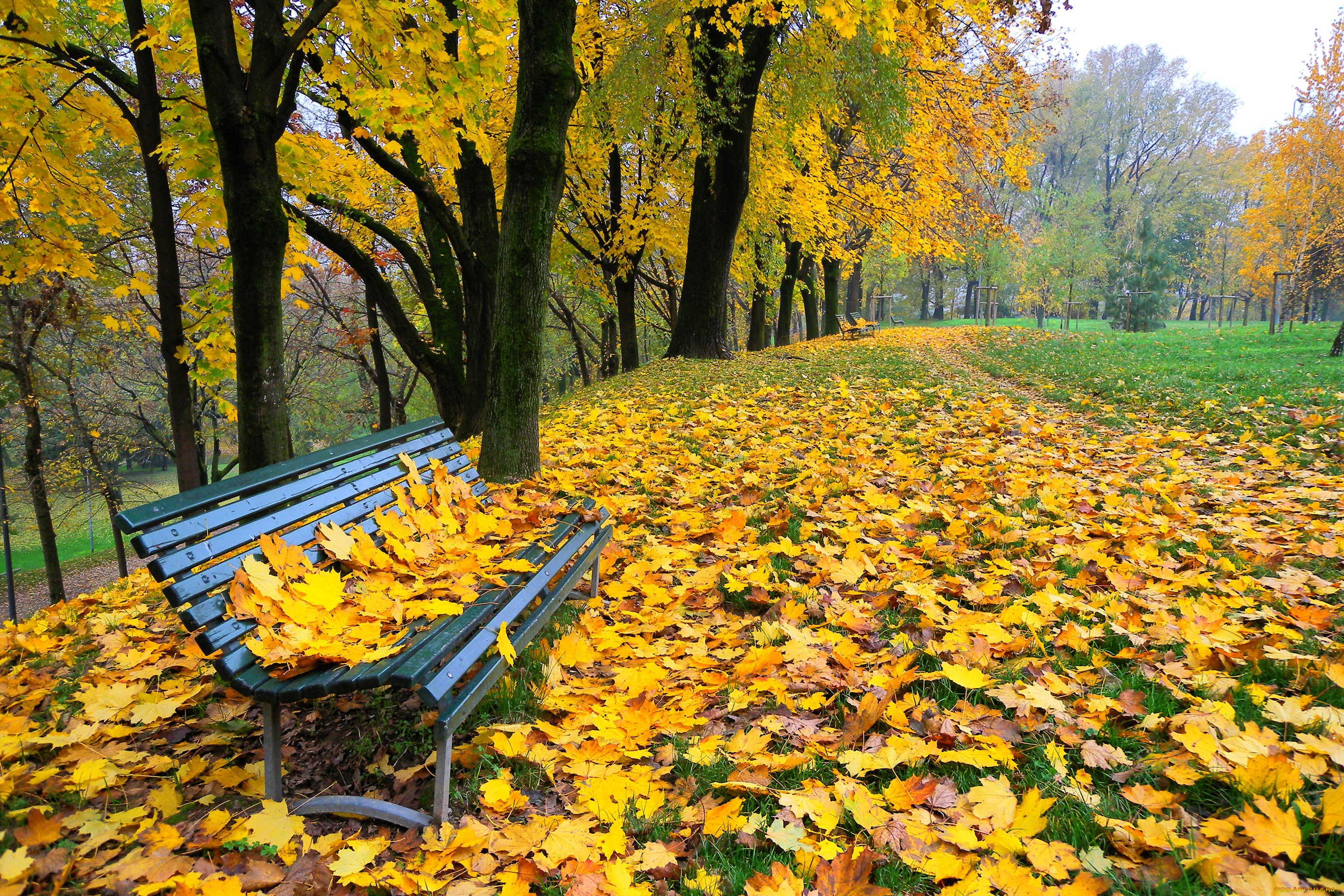 природа, парк, деревья, скамья, осень, листья, аллея