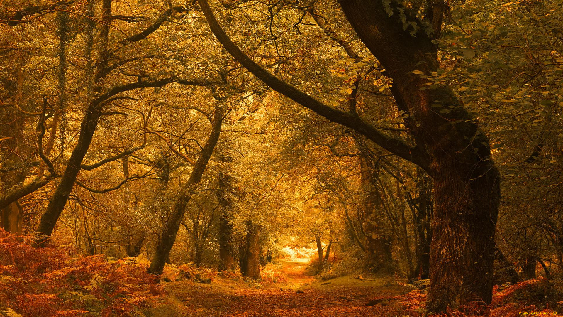 природа, дороги, дорога, осень, пейзаж, деревья, лес