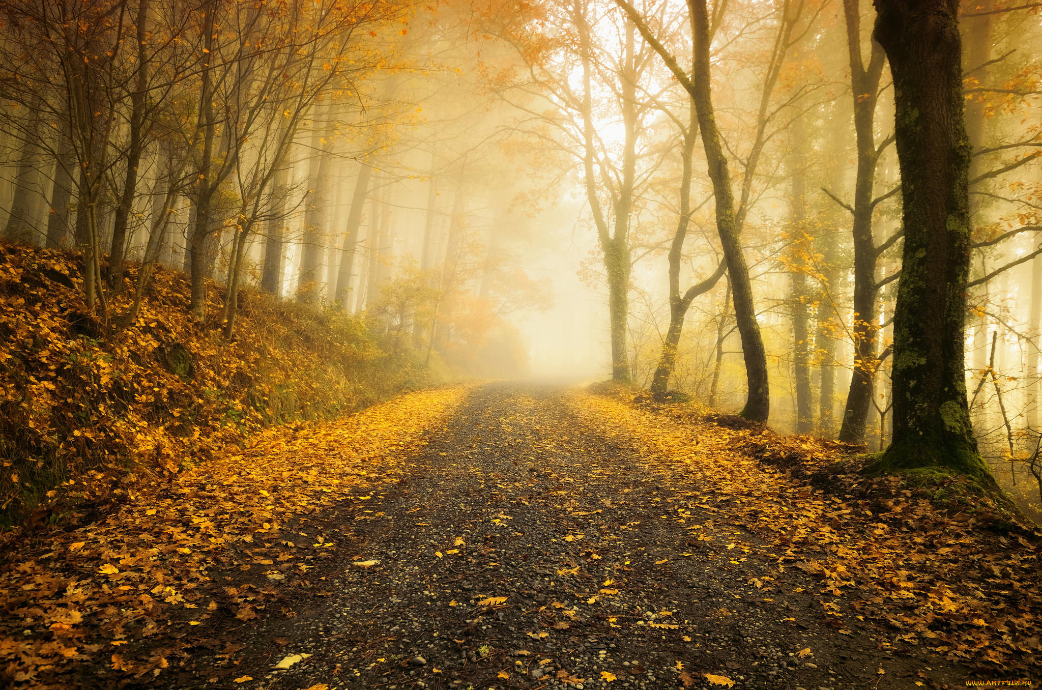 природа, дороги, лес, дорога, осень, пейзаж, деревья