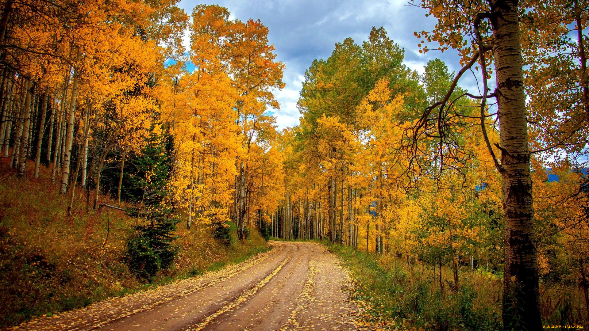 природа, дороги, лес, дорога, осень, листопад