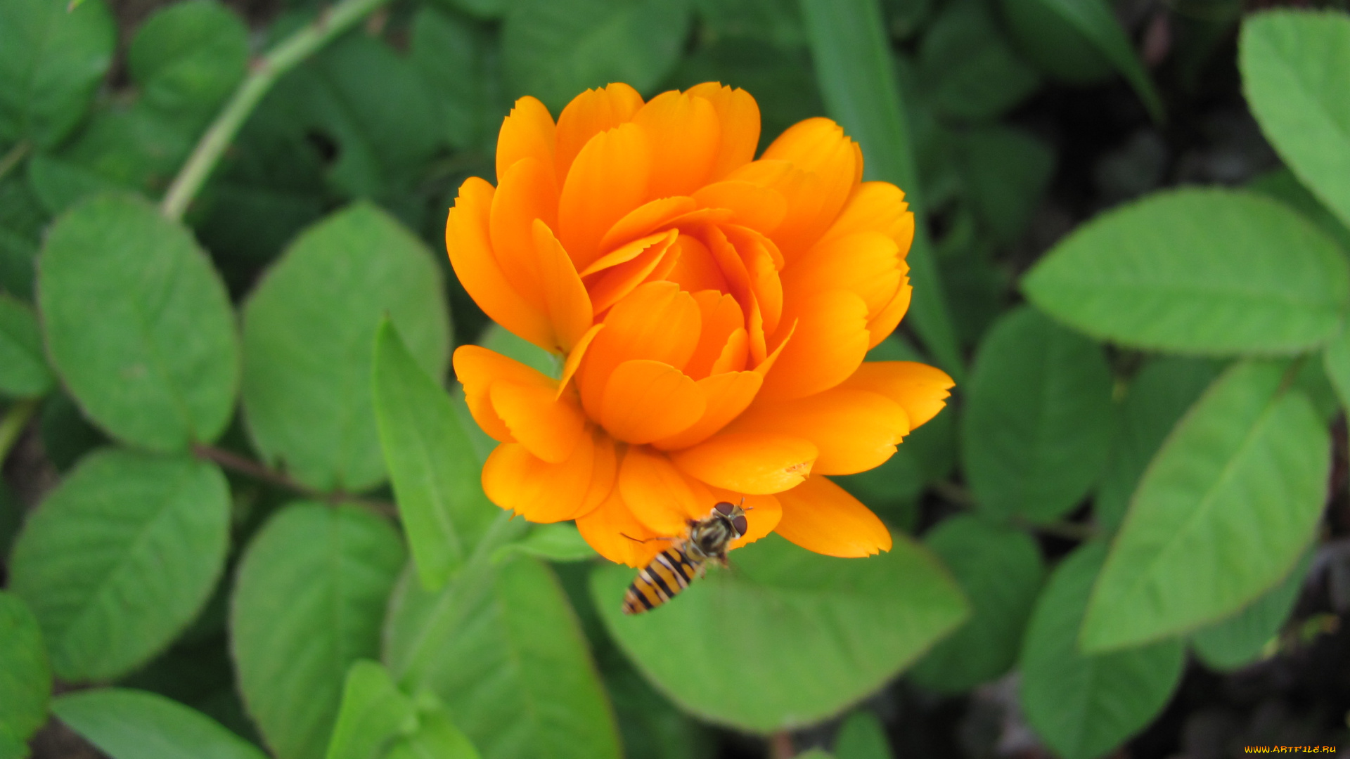 цветы, календула, пчела, оранжевый