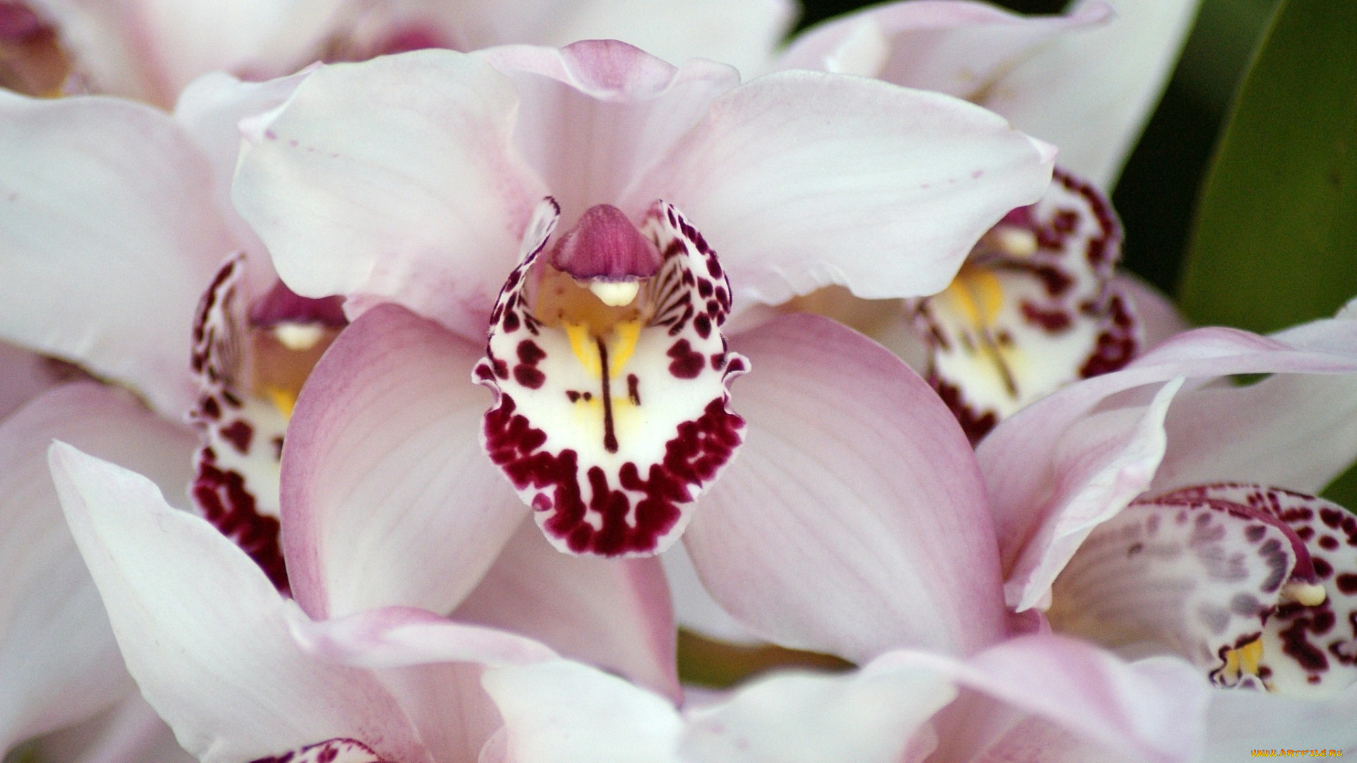 цветы, орхидеи, много, розовый