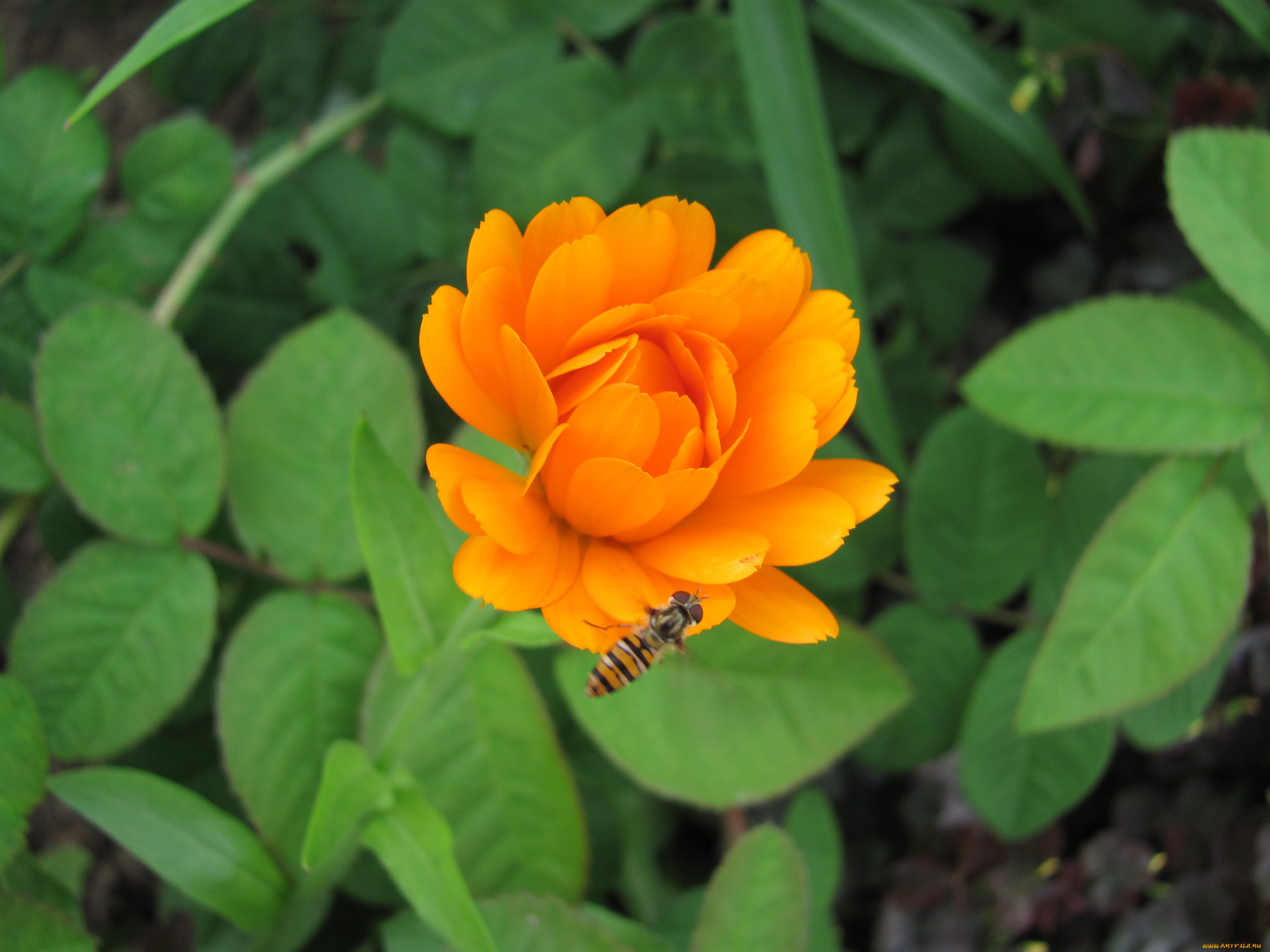 цветы, календула, пчела, оранжевый