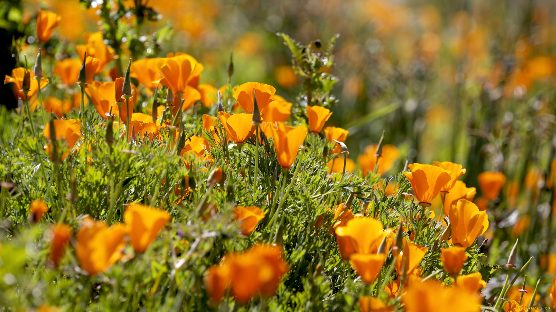 цветы, эшшольция, оранжевый, луг, калифорнийский, мак