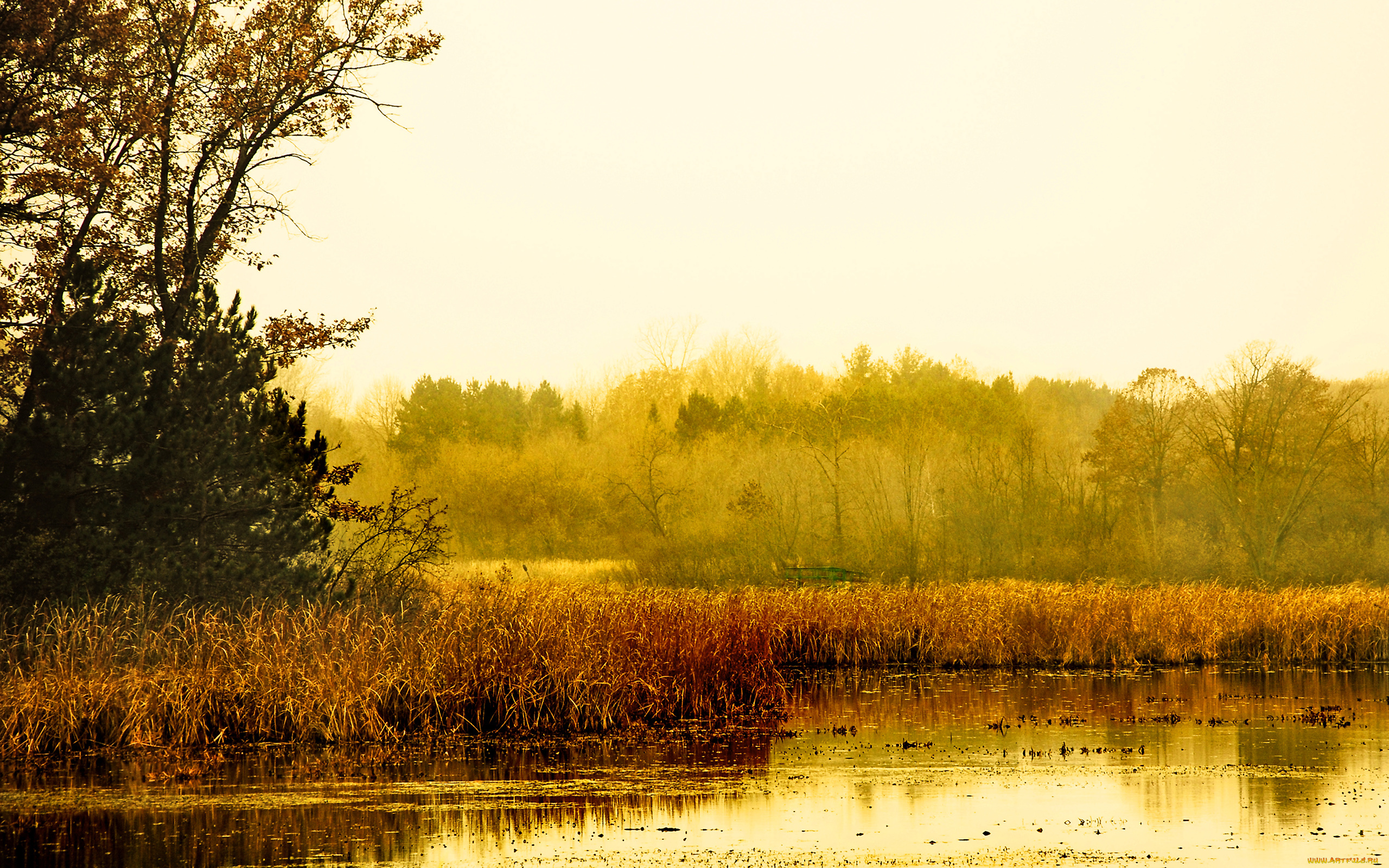 природа, реки, озера, осень, осока, желтая, деревья, река