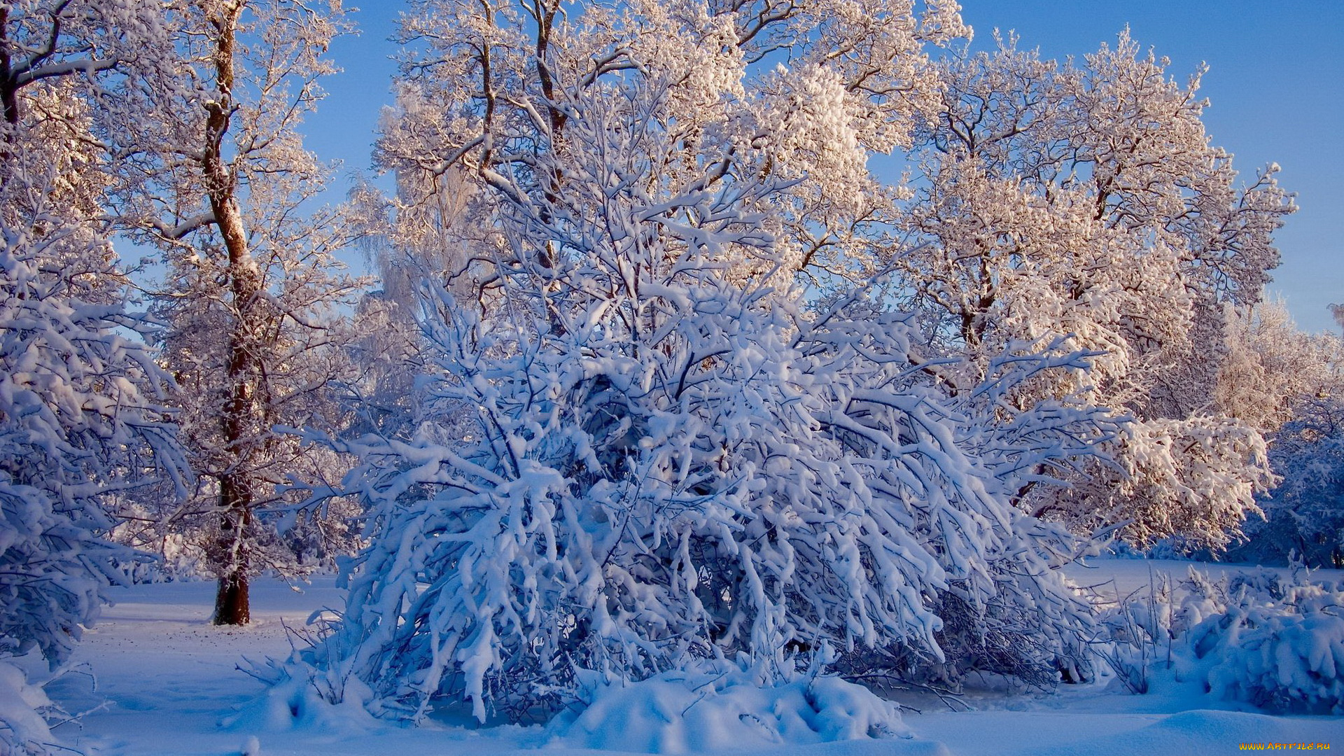 природа, зима, деревья, снег