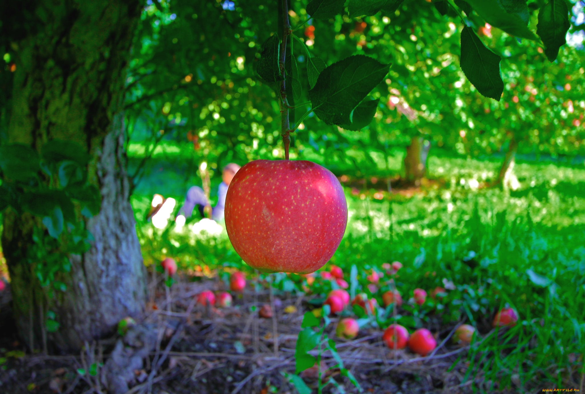 природа, плоды, яблоня, плод