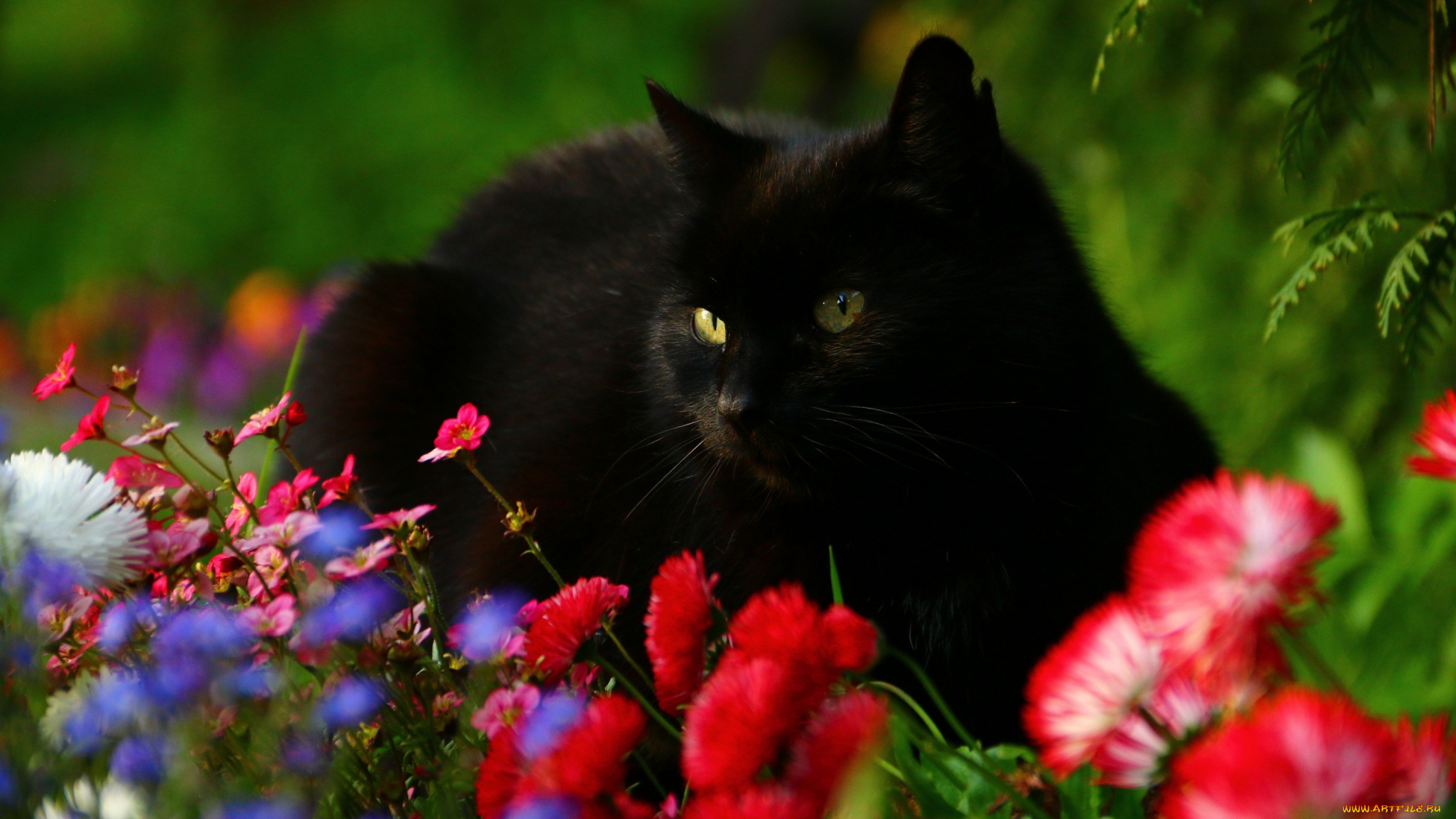 животные, коты, чёрный, кот, цветы, маргаритки