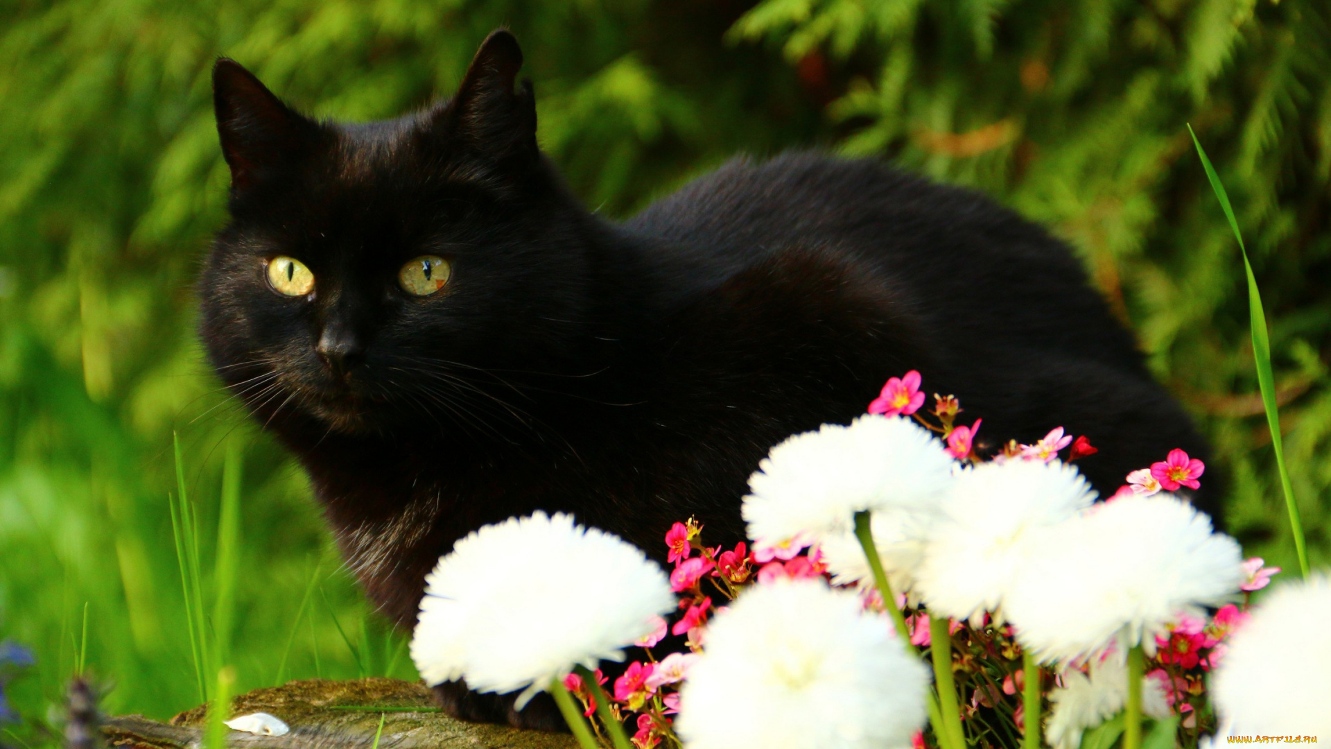 животные, коты, чёрный, кот, взгляд, цветы
