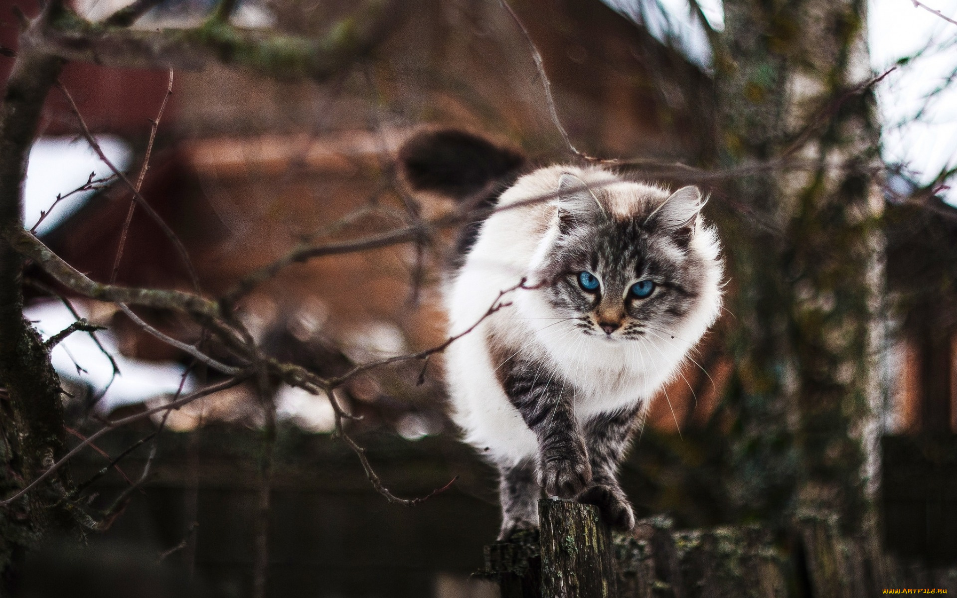 животные, коты, кот