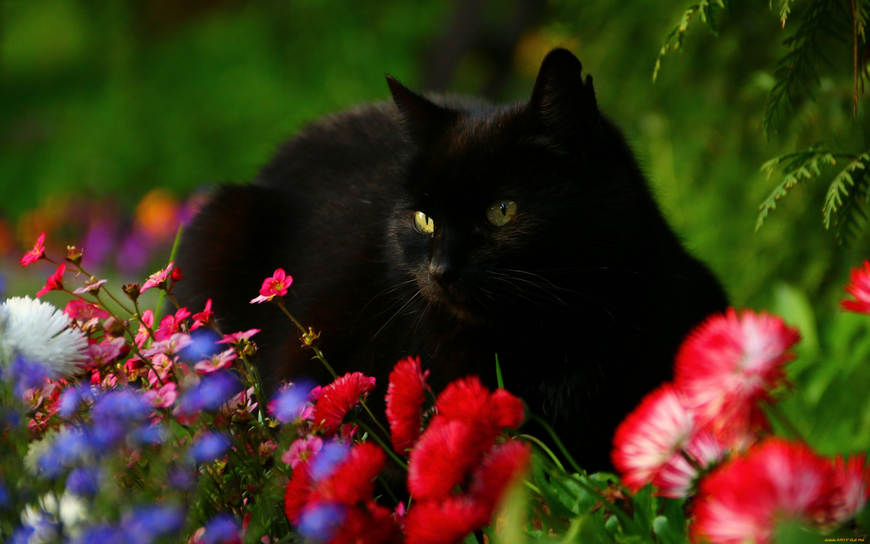 животные, коты, чёрный, кот, цветы, маргаритки