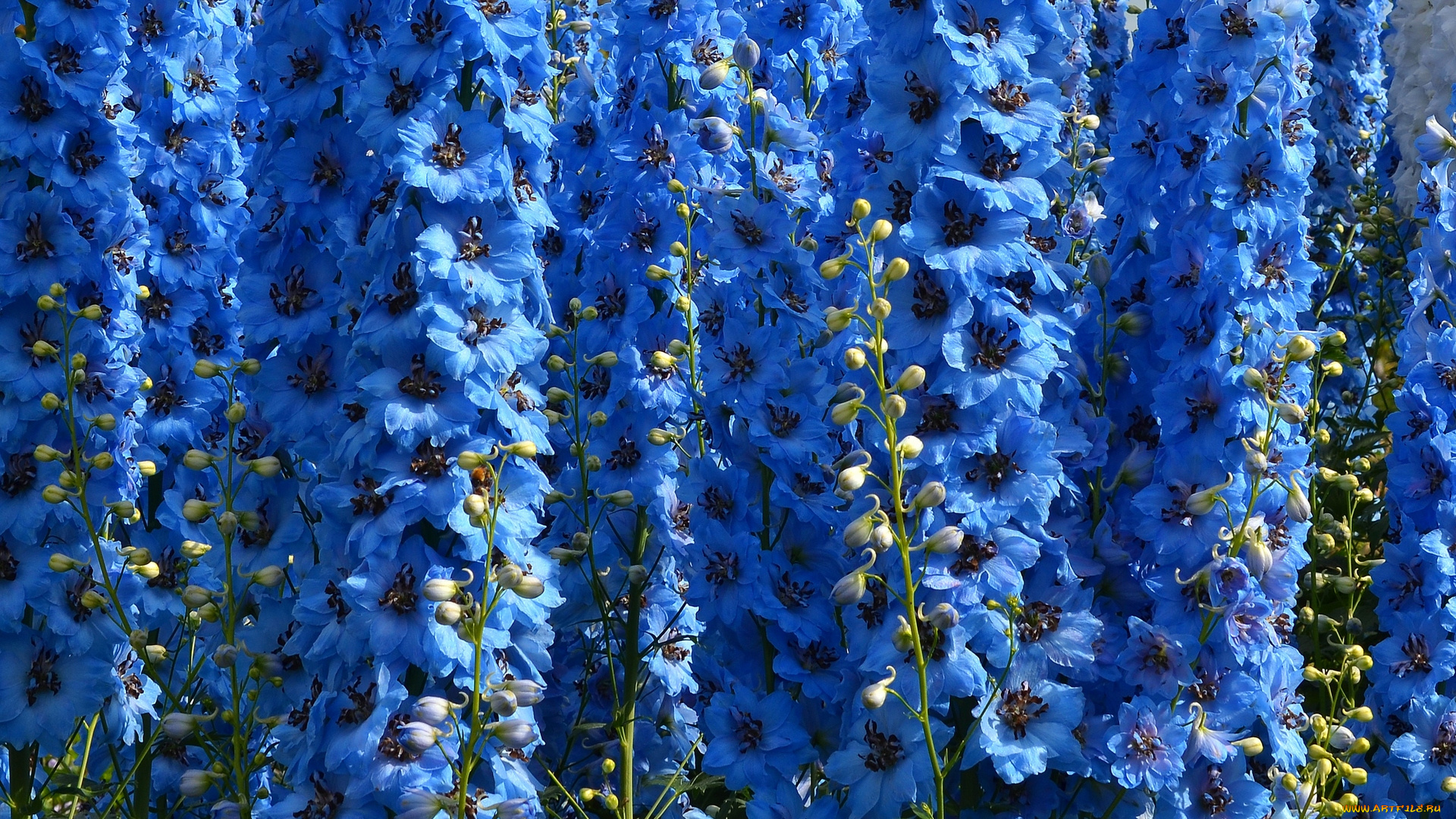 цветы, дельфиниум, голубой, цветок