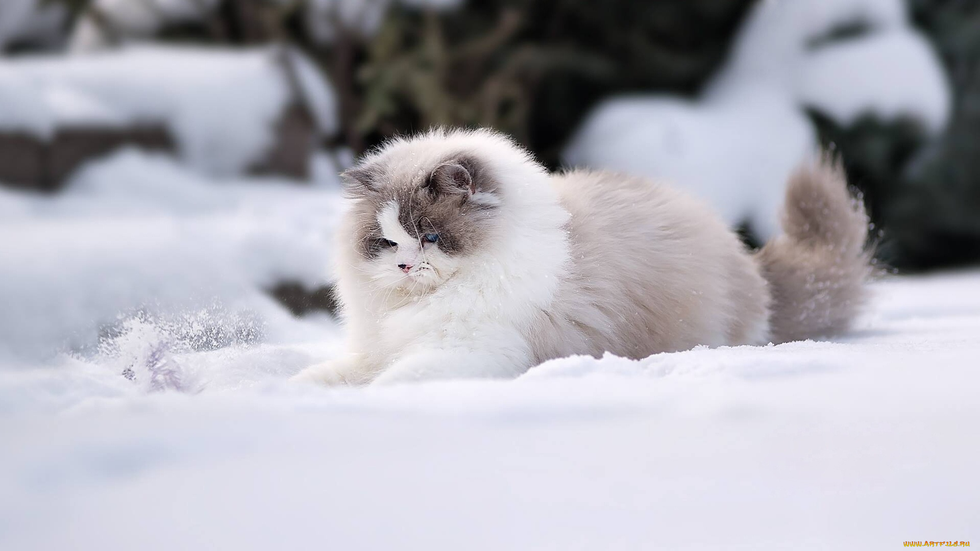 животные, коты, снег, природа, кошки, зима, широкоформатные