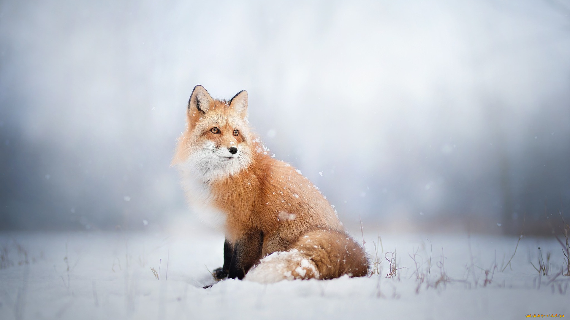 животные, лисы, природа, широкоформатные, снег, размытые, зима