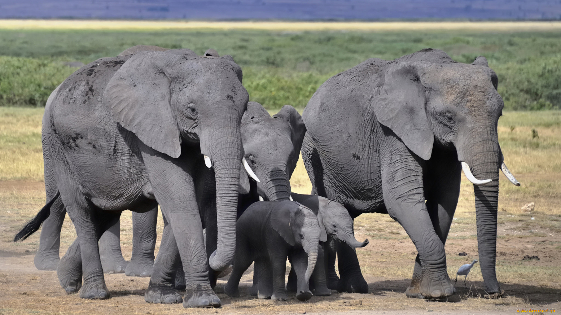 животные, слоны, слон