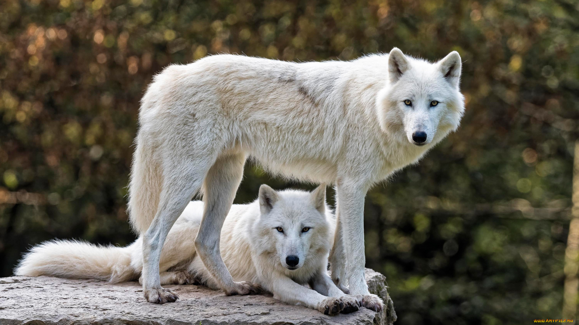 животные, волки, , койоты, , шакалы, двое, два, фон, взгляд, полярный, волка, арктический, морда, природа, волк, белый, профиль, пара, боке, камень