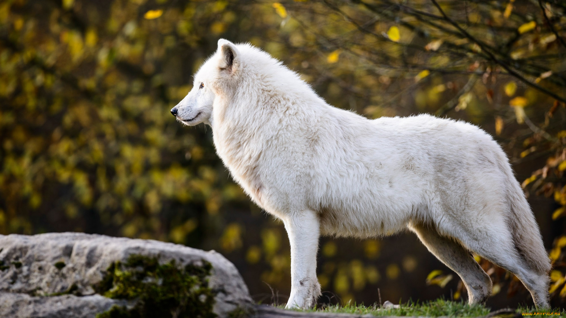 животные, волки, , койоты, , шакалы, осень, арктический, листья, полярный, ветки, камень, волк, профиль, белый, природа
