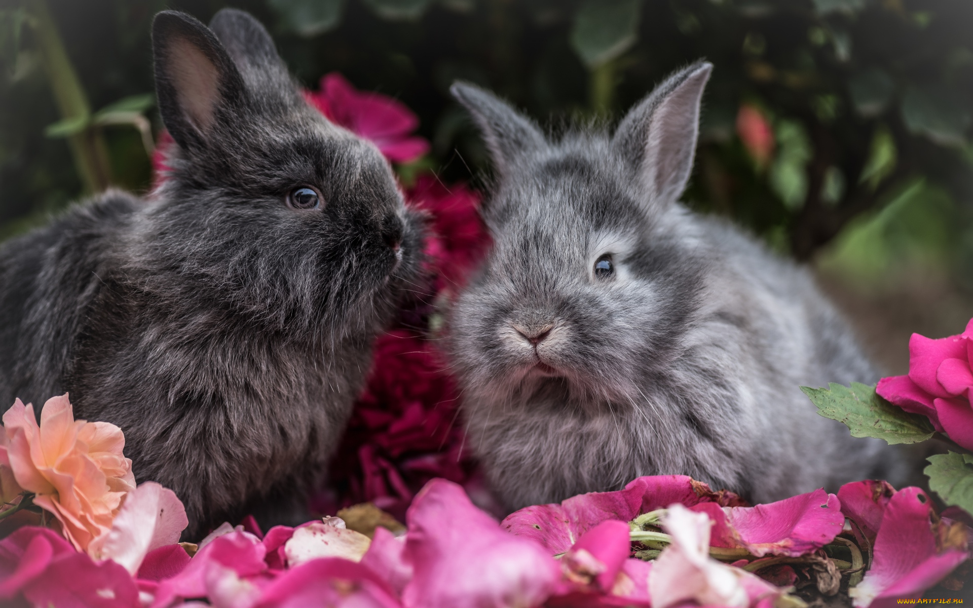 животные, кролики, , зайцы, цветы, размытые