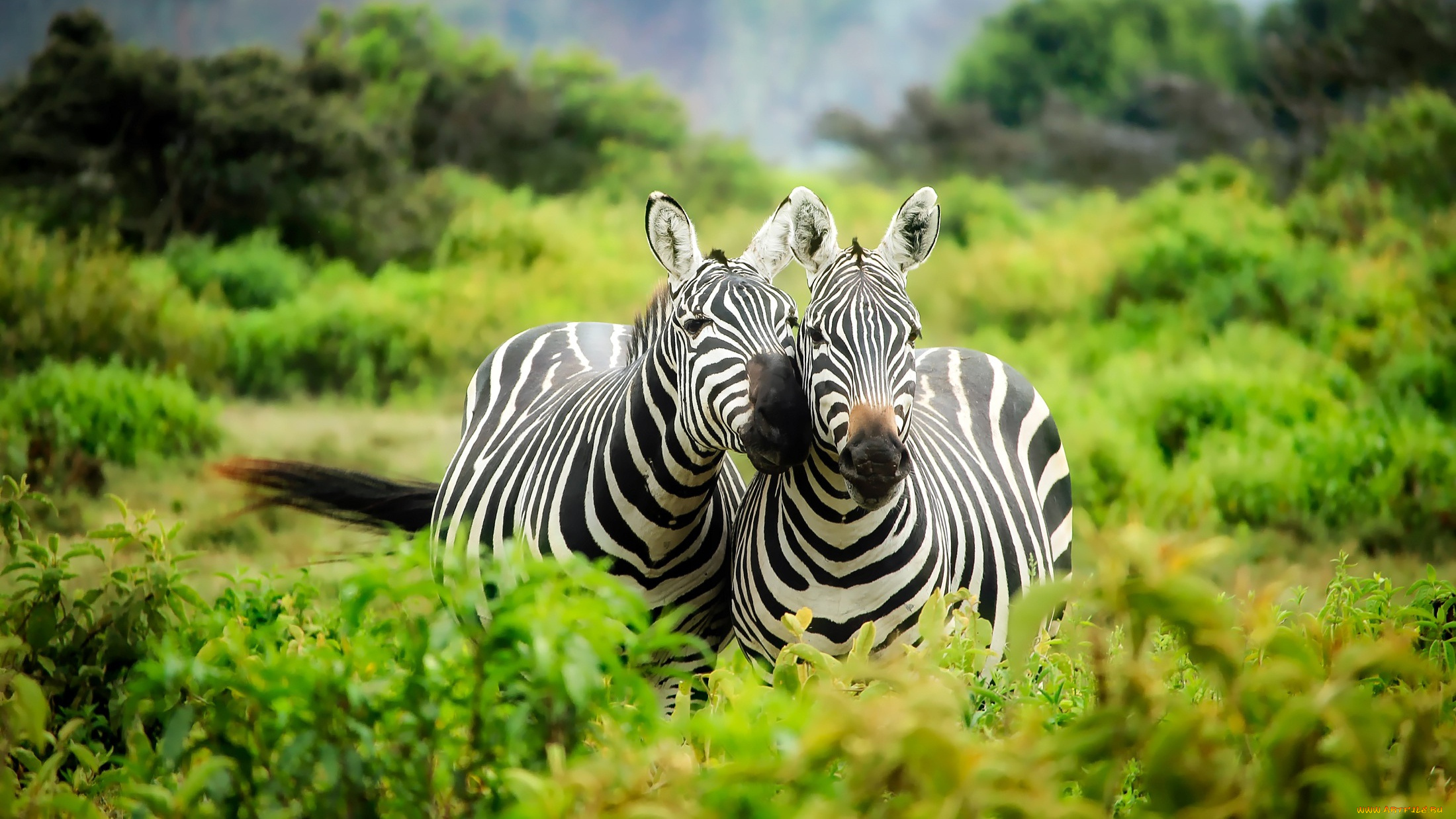животные, зебры, африка, парнокопытные, кусты, пара, две, кения, зелень, растительность, дикая, природа