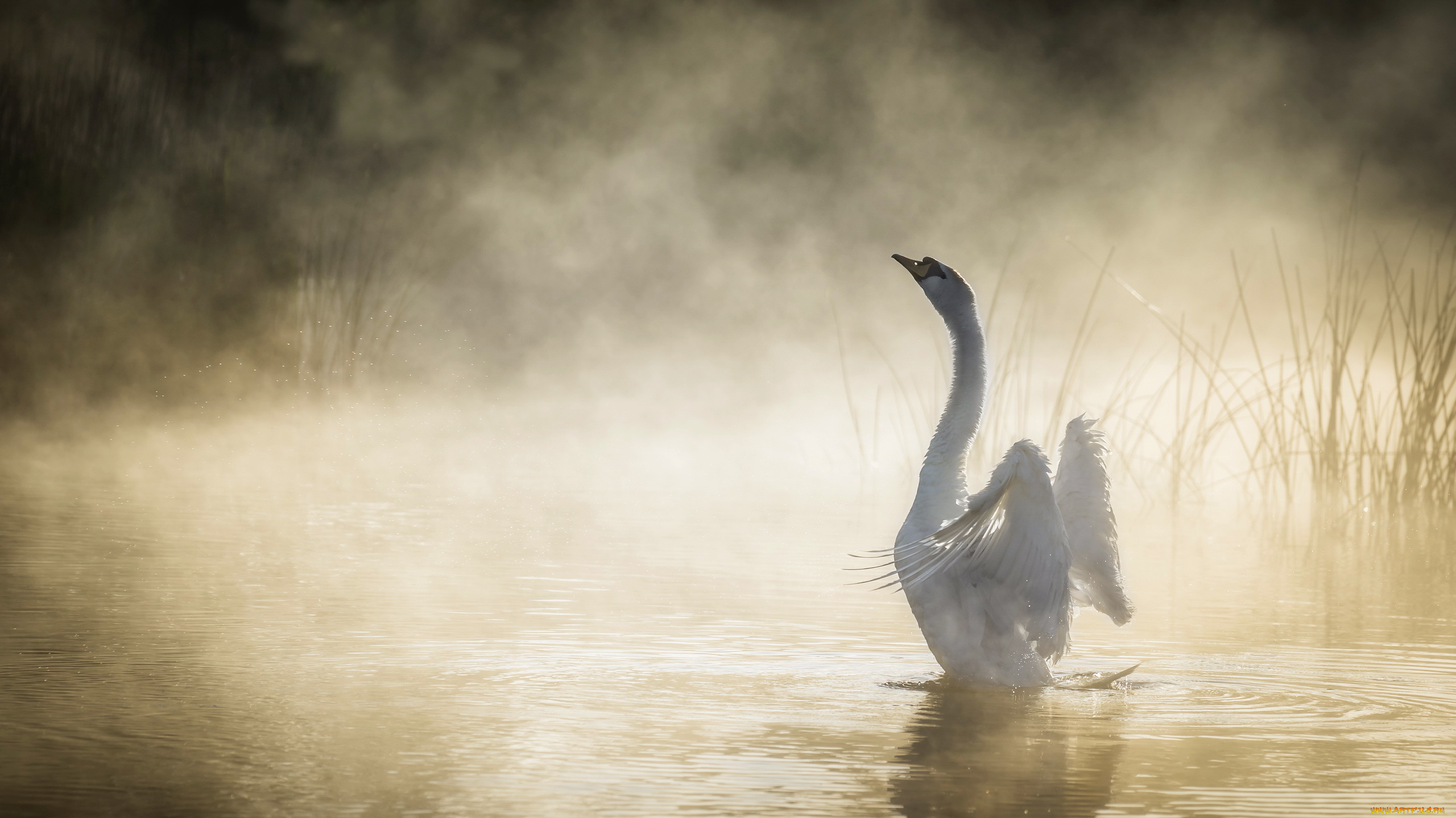 животные, лебеди, туман, утро, лебедь, озеро