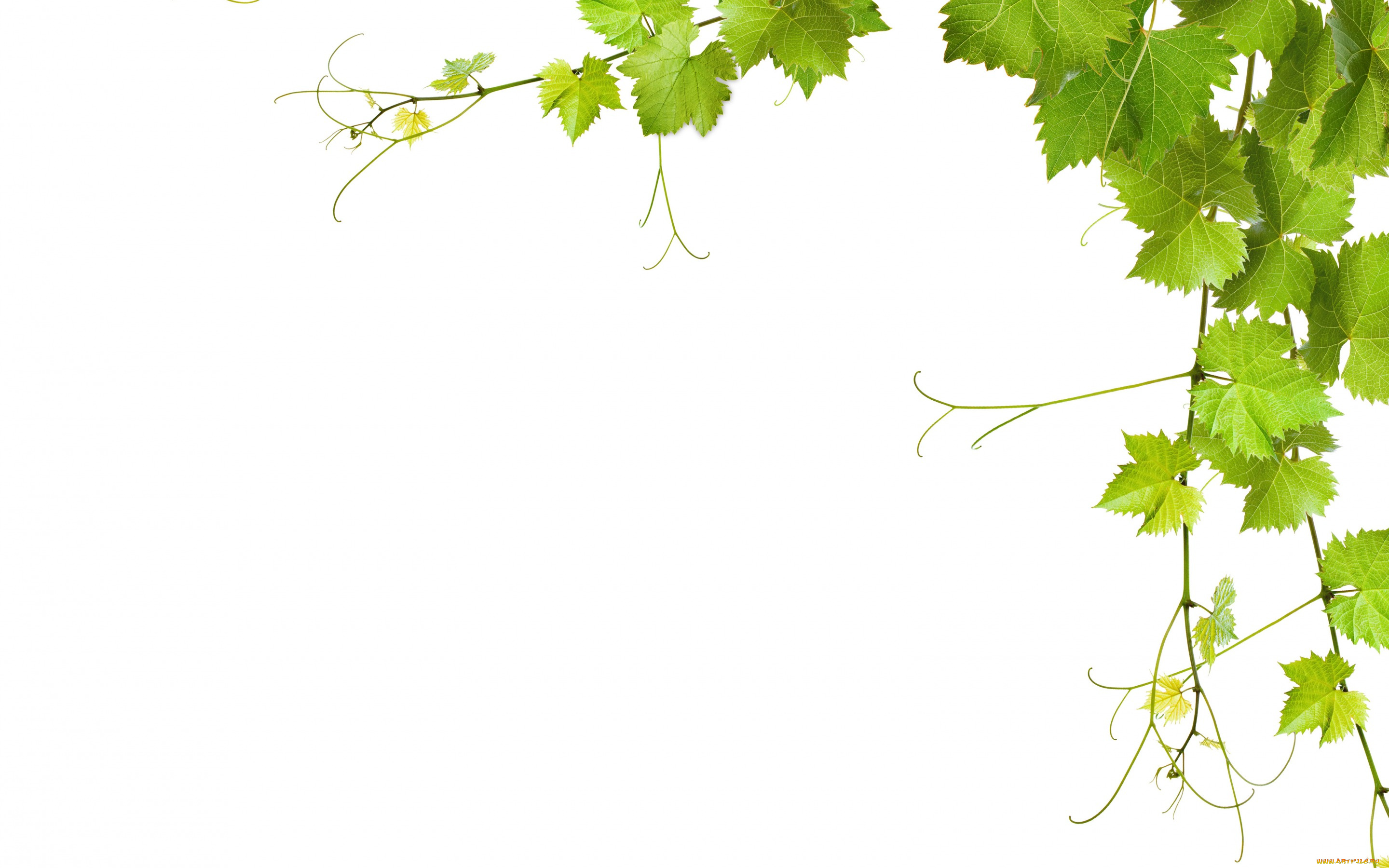 Виноградные листья на прозрачном фоне