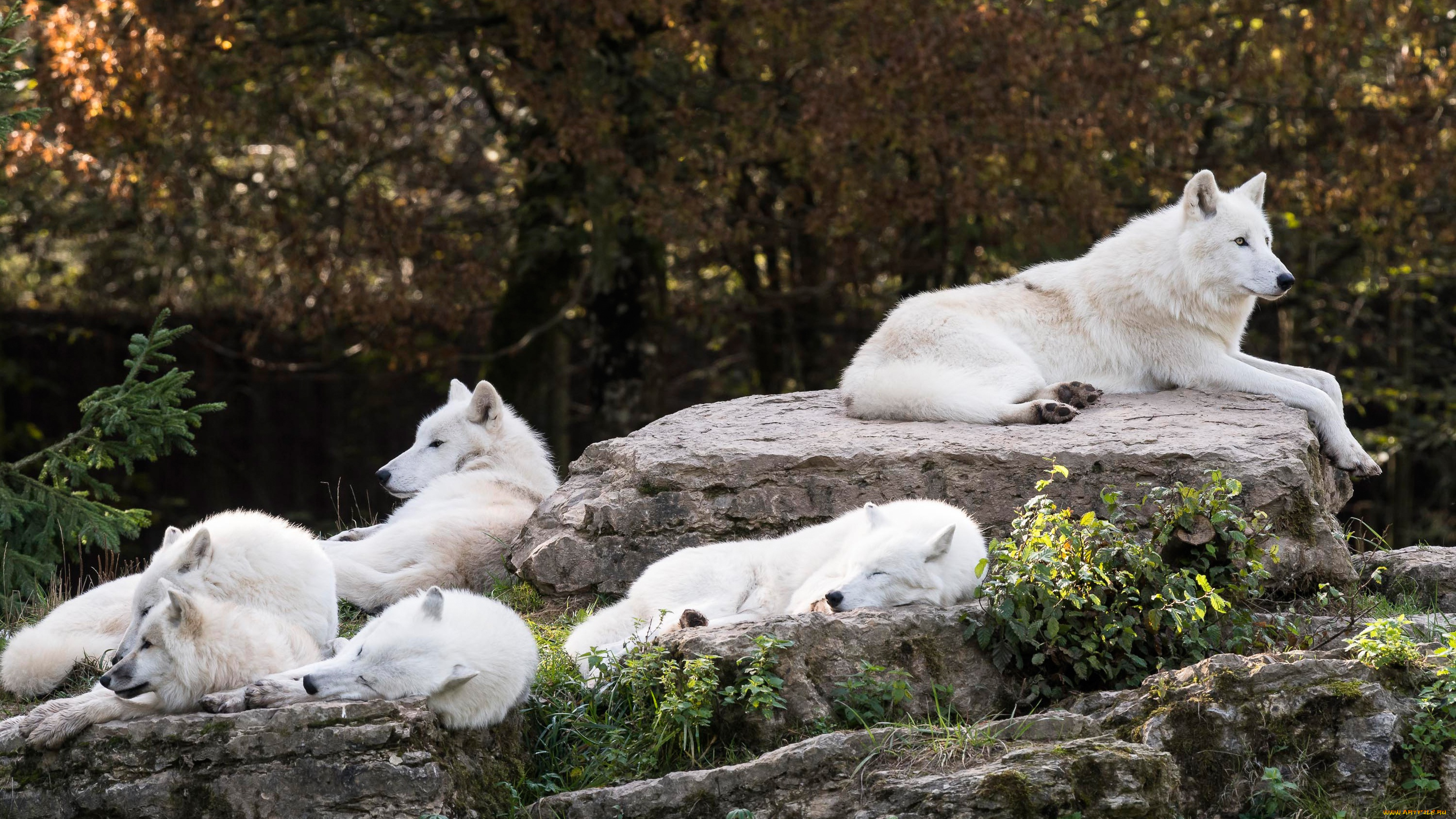 животные, волки, , койоты, , шакалы, лежит, отдых, зоопарк, полярный, камни, группа, стая, сон, арктический, белые, природа, волк, лежат, спят, белый, деревья