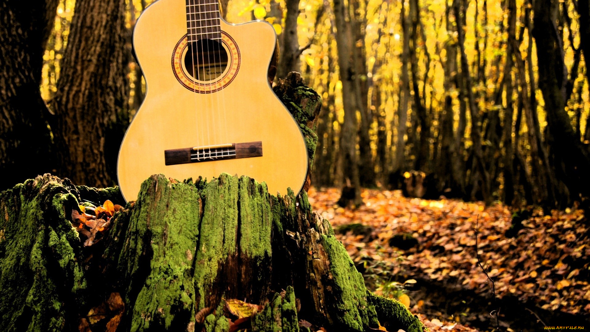 музыка, -музыкальные, инструменты, деревья, природа, гитара