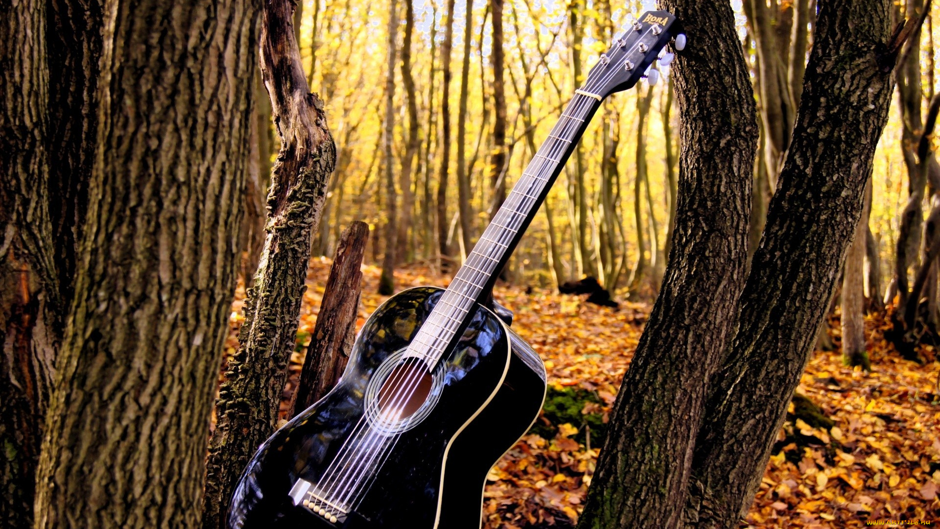 музыка, -музыкальные, инструменты, природа, деревья, гитара