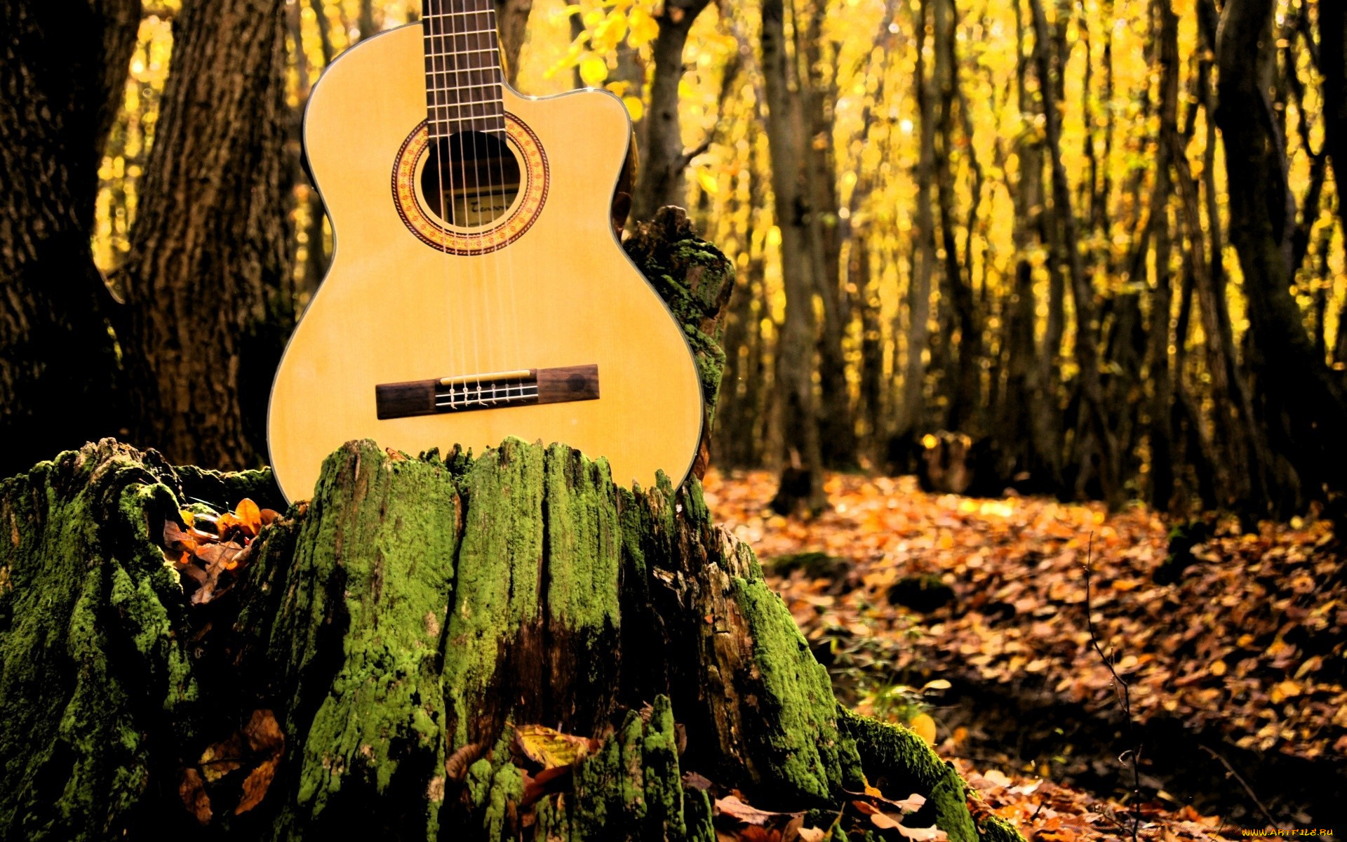 музыка, -музыкальные, инструменты, деревья, природа, гитара