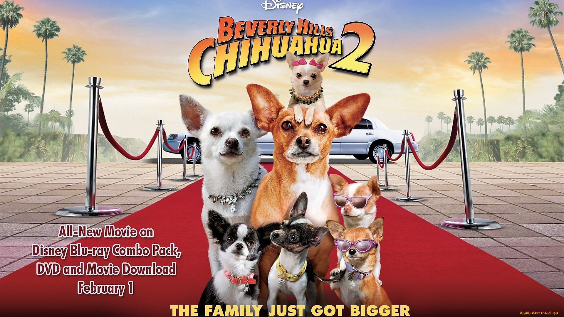 кино, фильмы, beverly, hills, chihuahua, 2, собаки, лимузин, дорожка