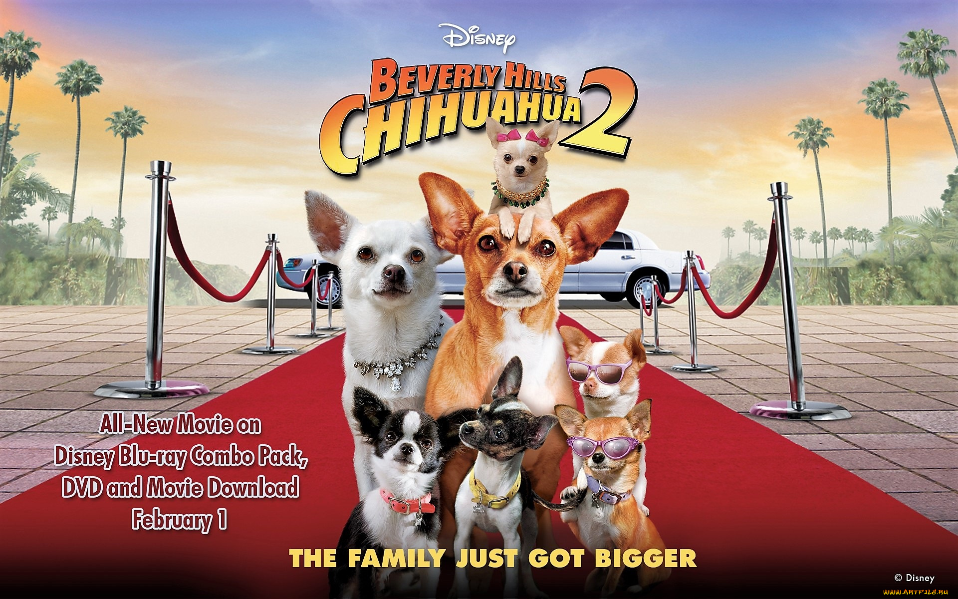 кино, фильмы, beverly, hills, chihuahua, 2, собаки, лимузин, дорожка