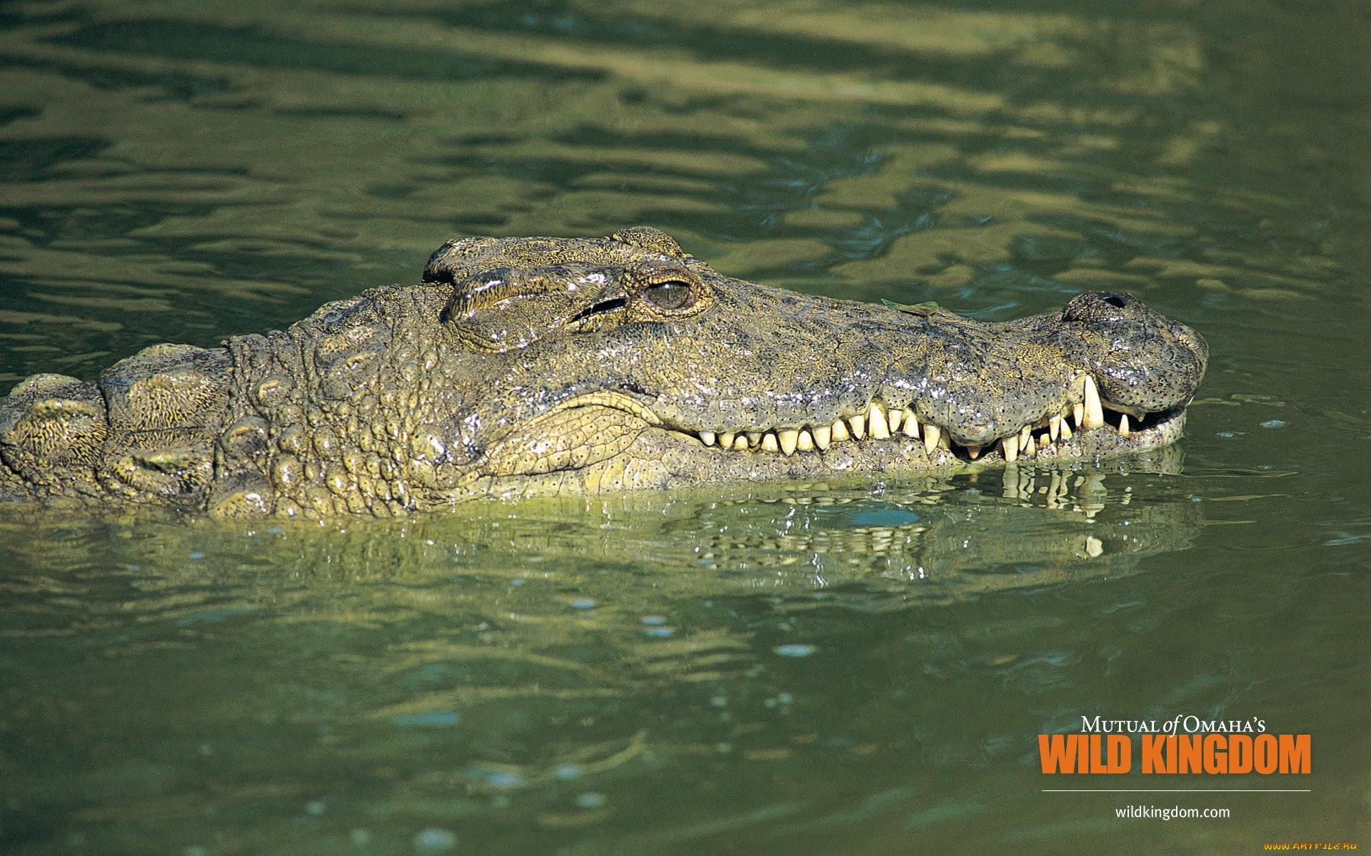 Крокодилы и лягушки какие животные. Нильский крокодил. Нильский крокодил и Аллигатор.