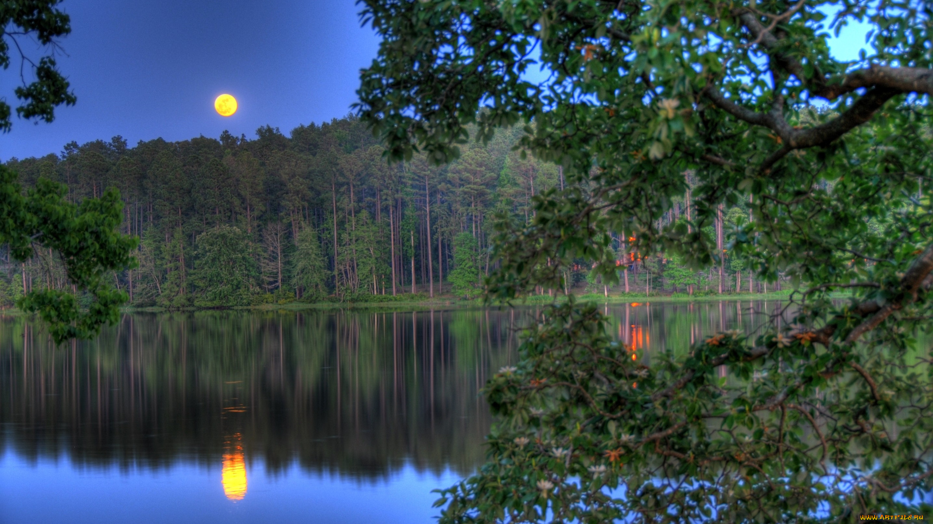 природа, реки, озера, деревья, лес, вода, ночь, луна