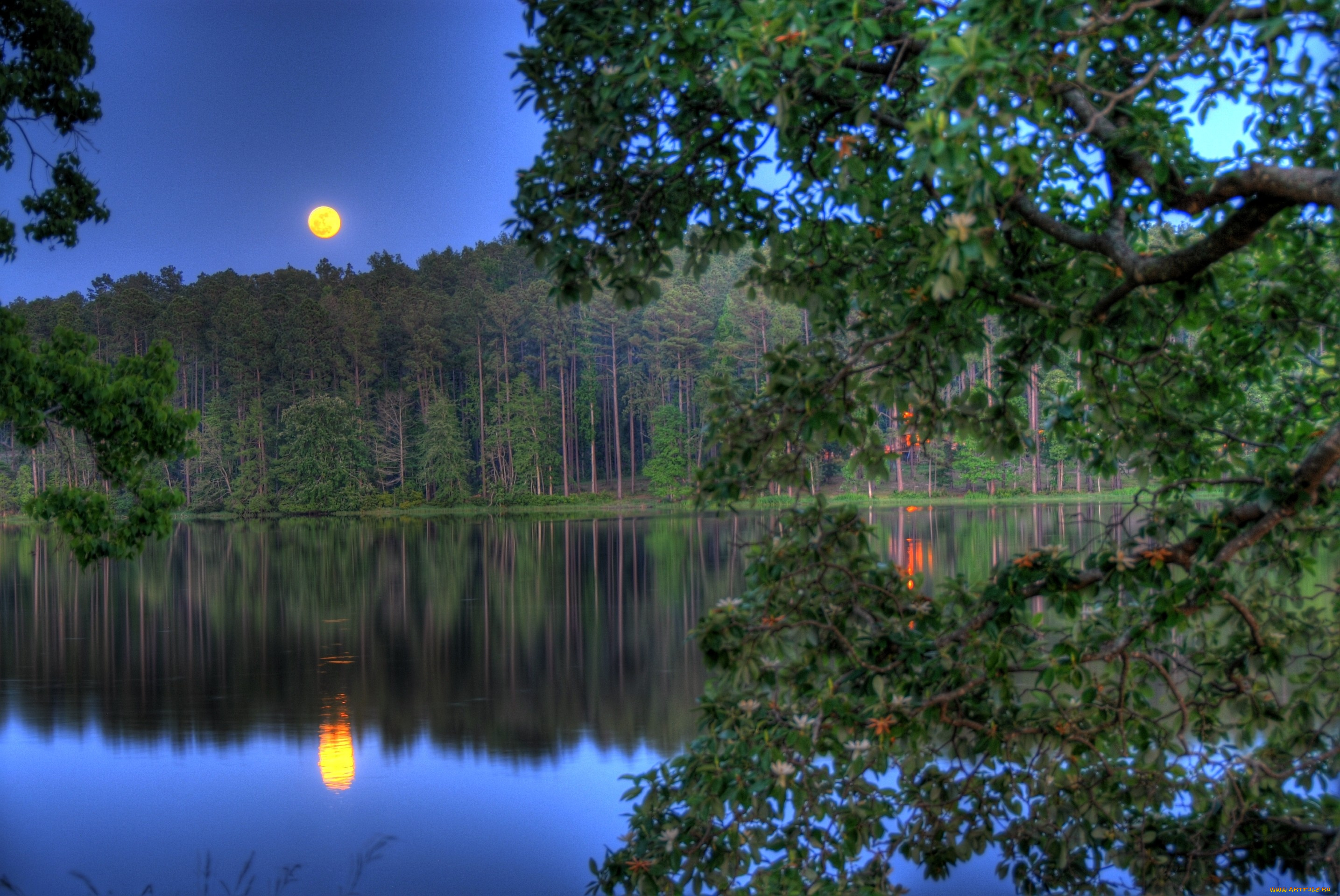 природа, реки, озера, деревья, лес, вода, ночь, луна