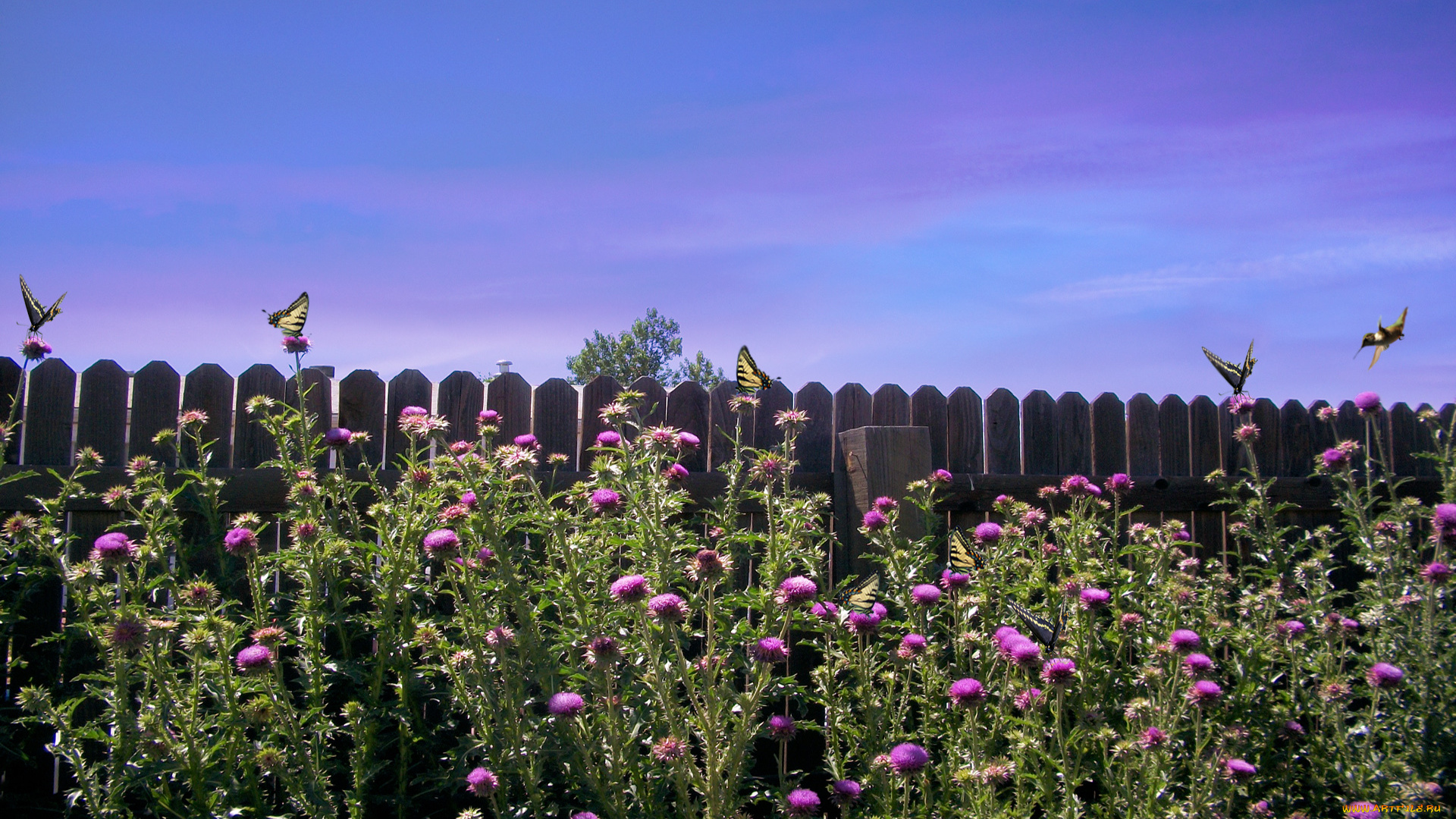 thistle, weeds, природа, луга, забор, бабочки, цветы