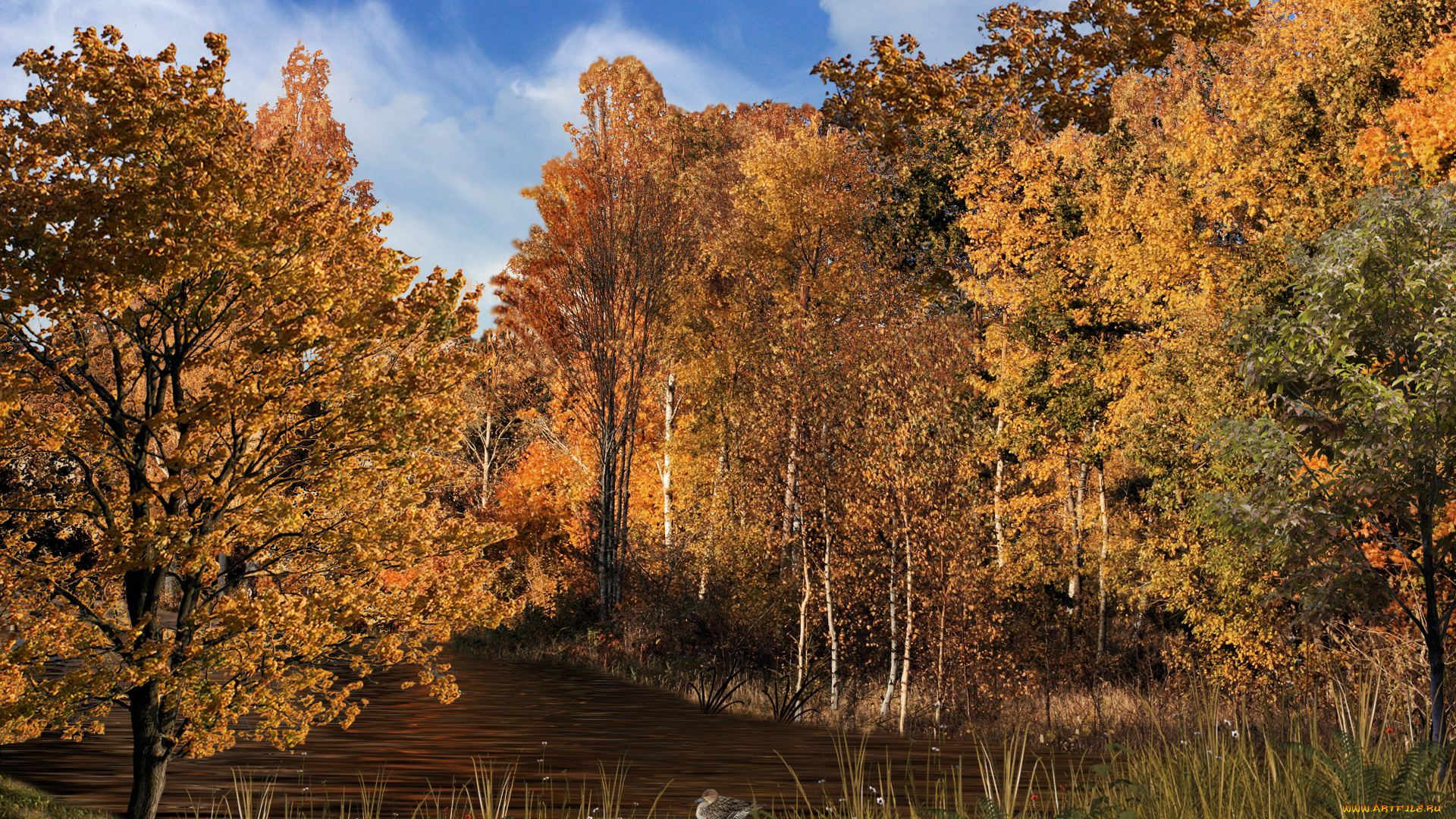 woodland, stream, природа, лес, речка, осень