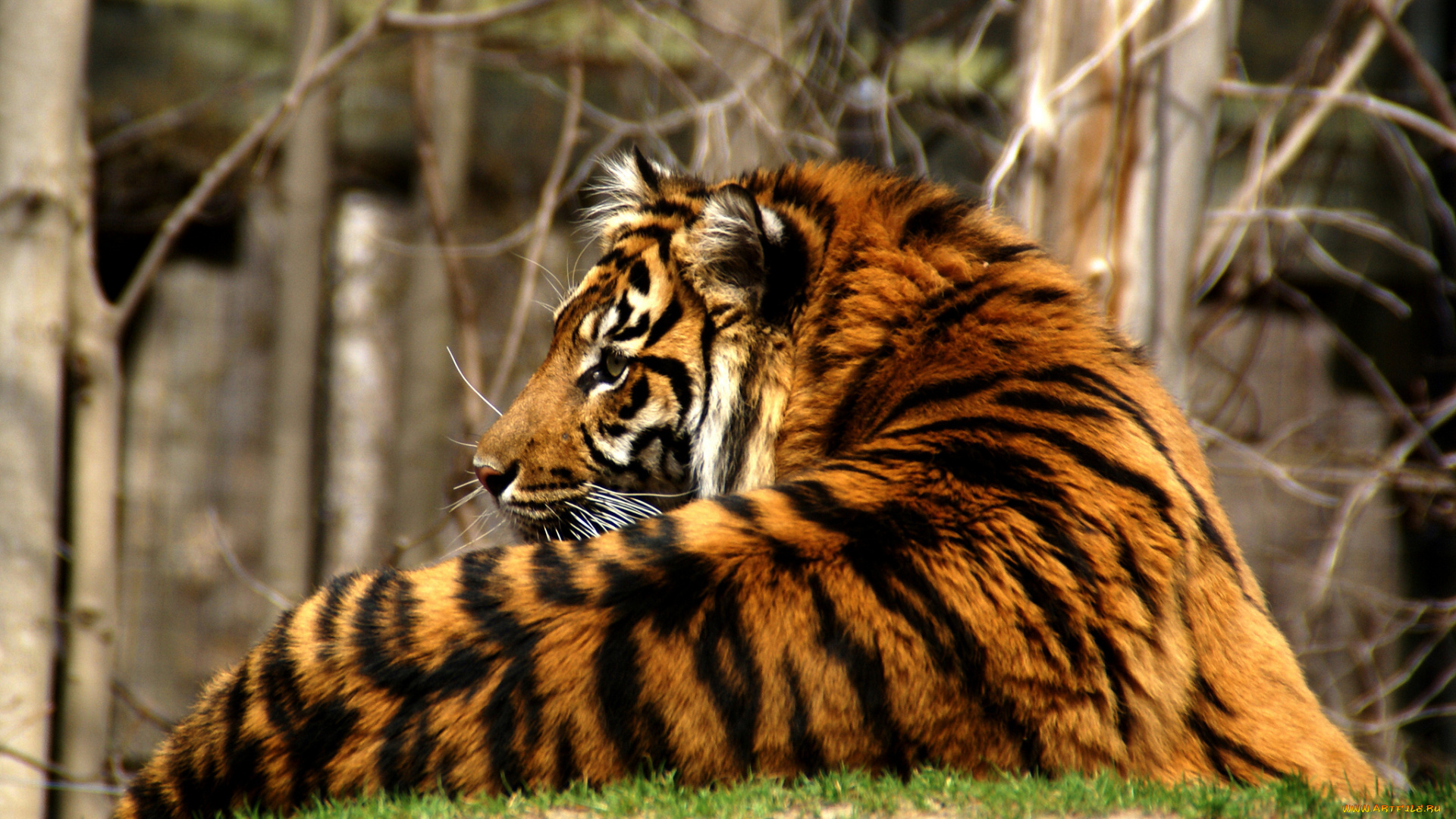 животные, тигры, хищник, тигр, взгляд, морда, усы, трава, кошка, полосатый
