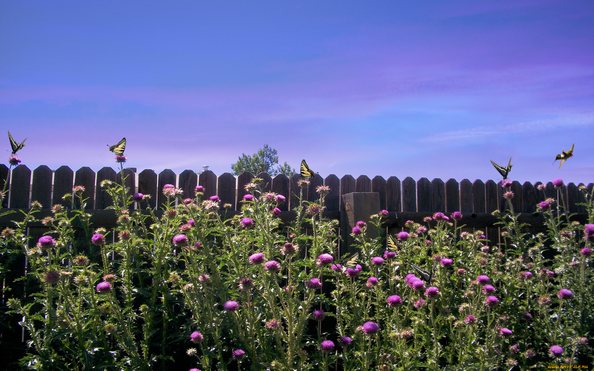 thistle, weeds, природа, луга, забор, бабочки, цветы