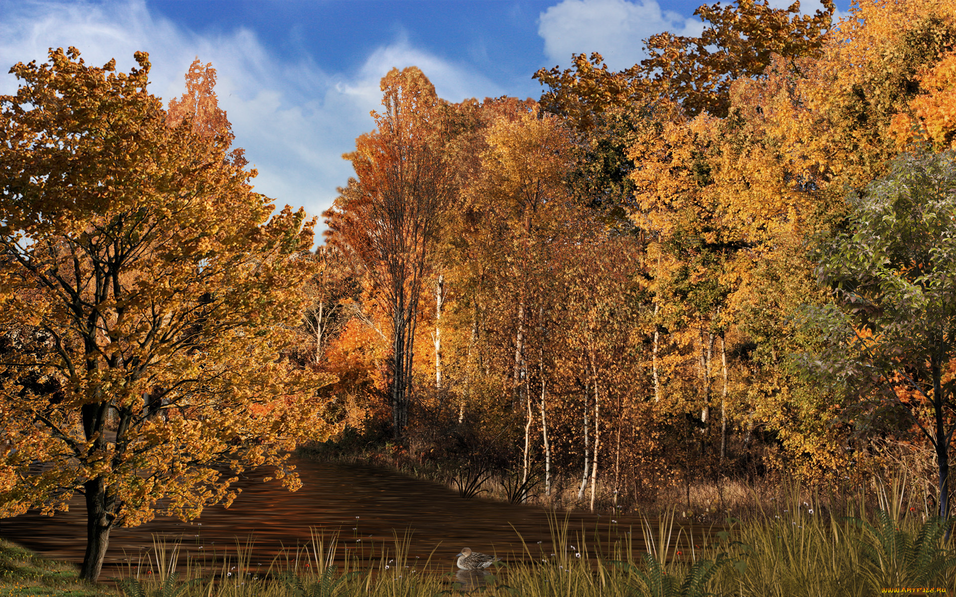 woodland, stream, природа, лес, речка, осень