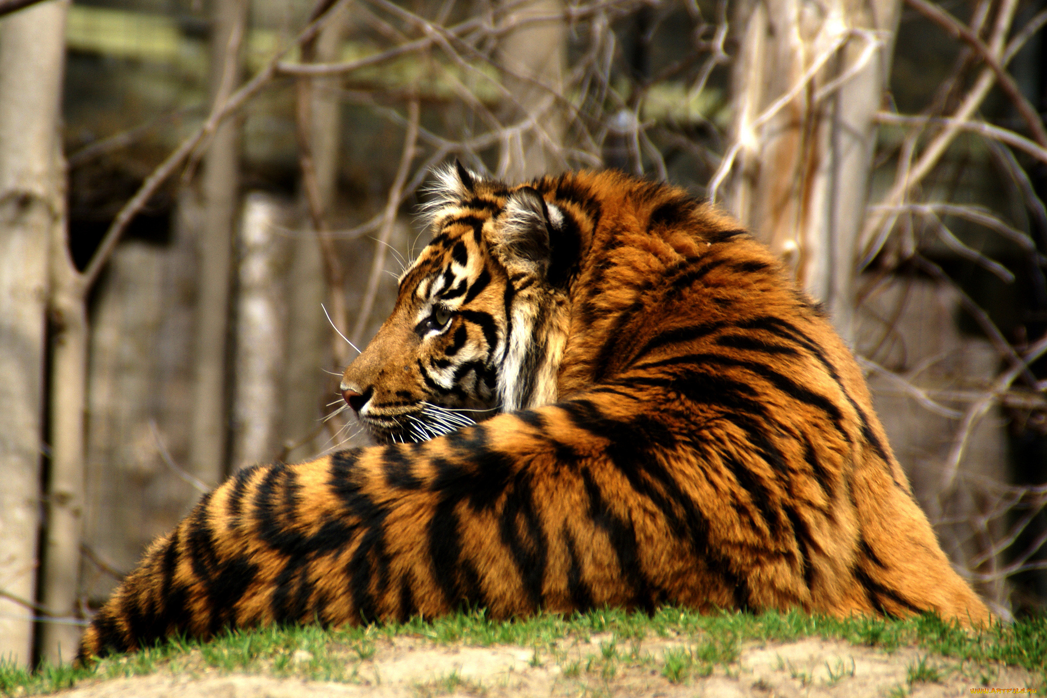 животные, тигры, хищник, тигр, взгляд, морда, усы, трава, кошка, полосатый