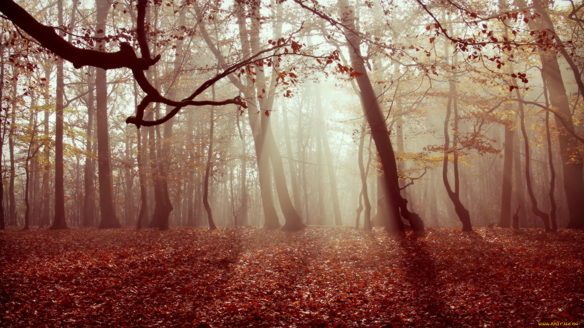 природа, лес, листья, туман, осень