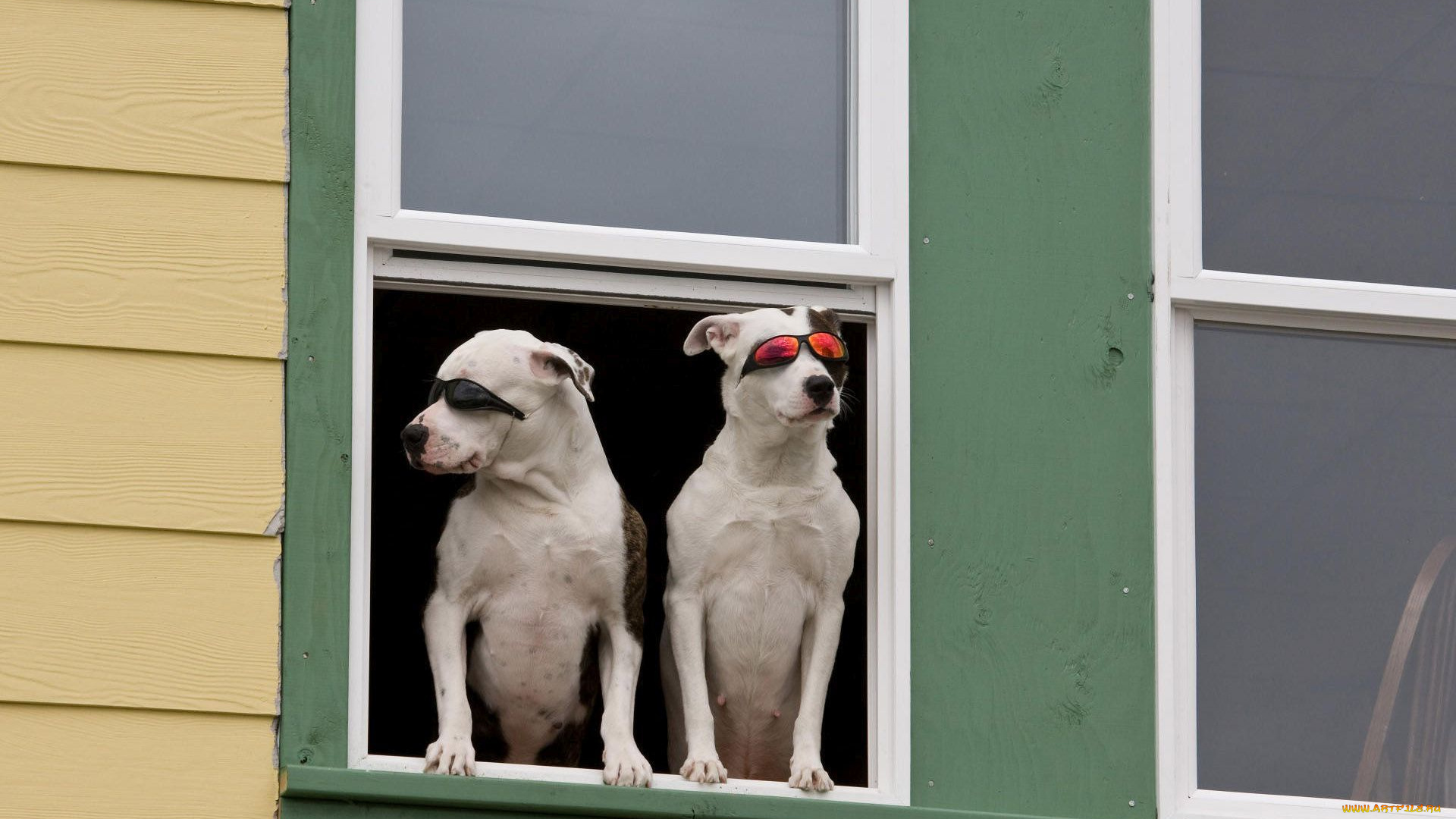 животные, собаки, окно