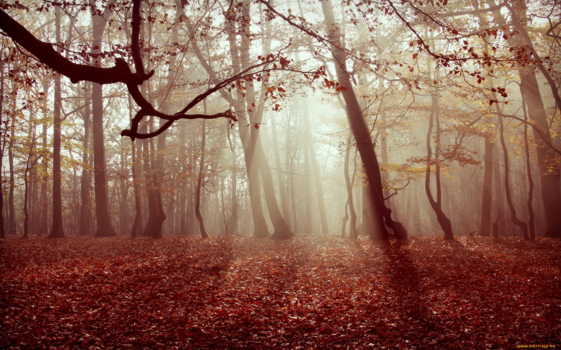 природа, лес, листья, туман, осень