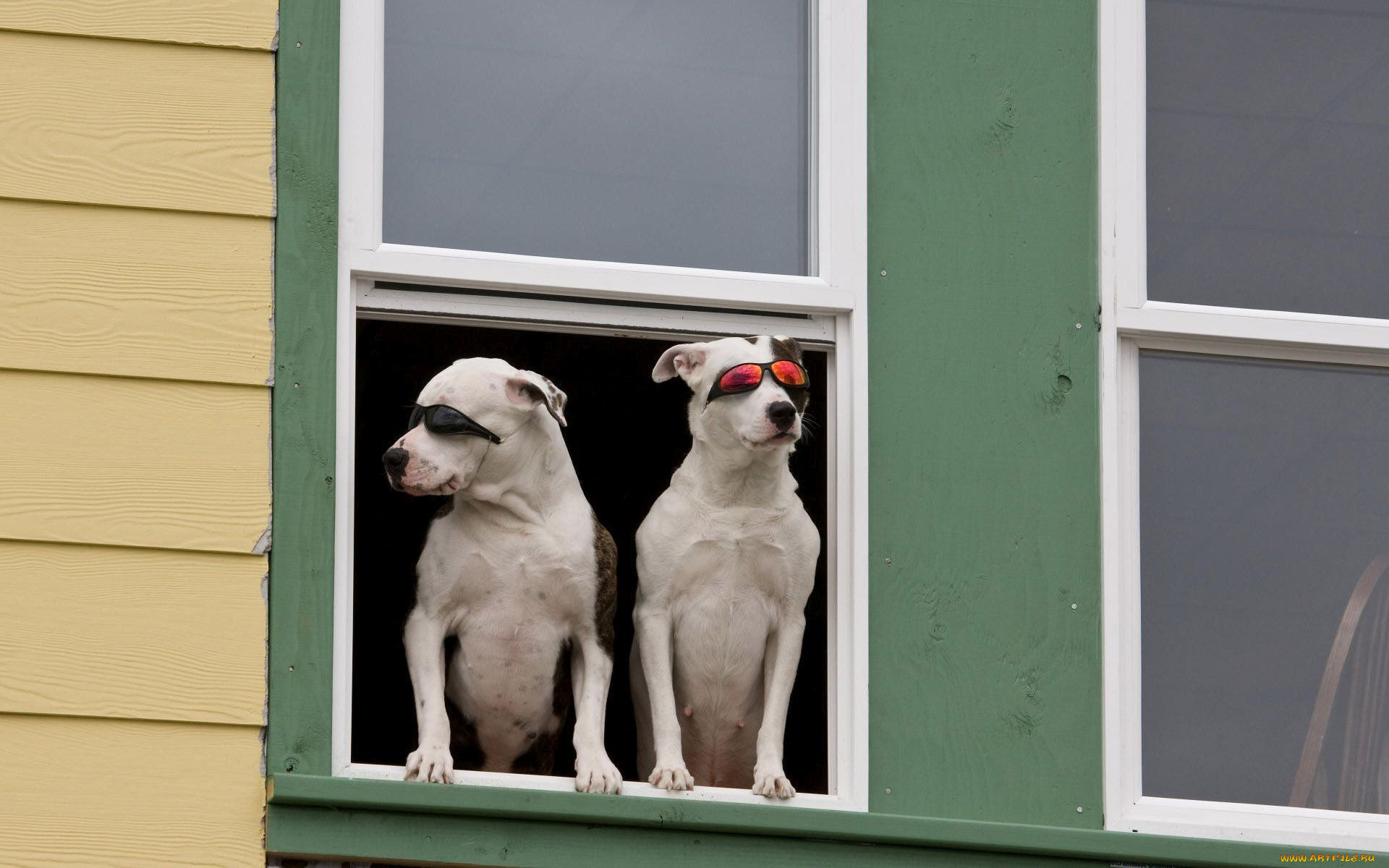 животные, собаки, окно